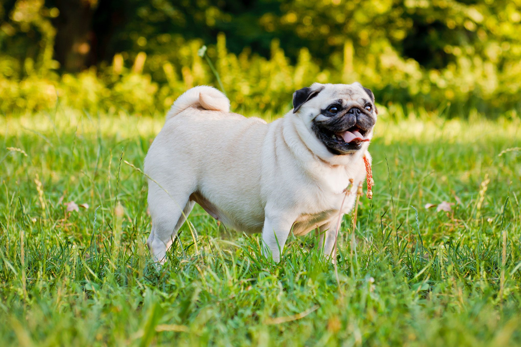 pug in the grass