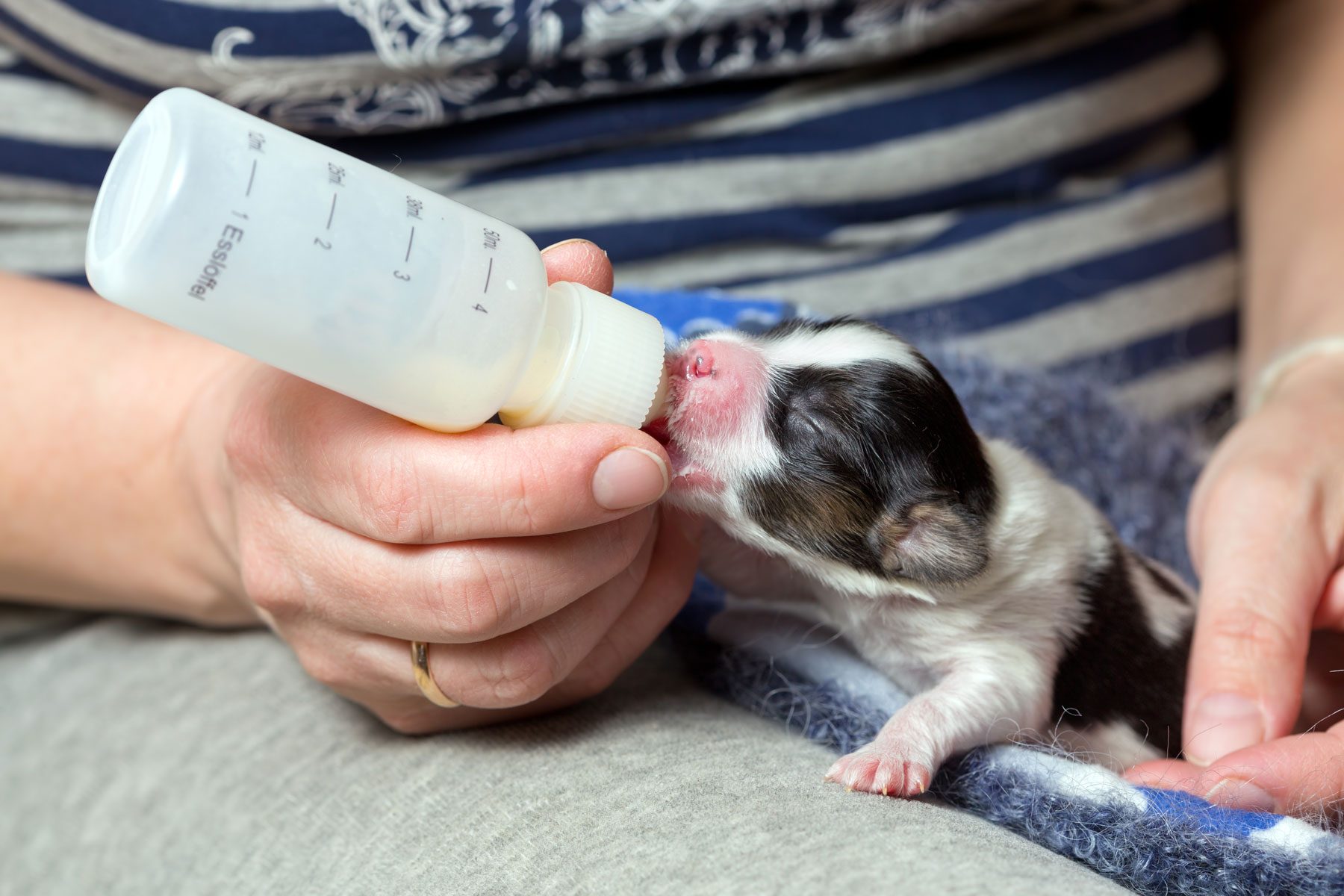 Little puppy Papillon fed of baby bottle