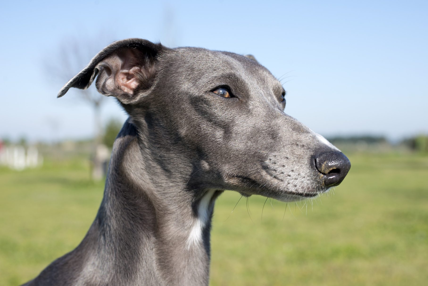 gray whippet