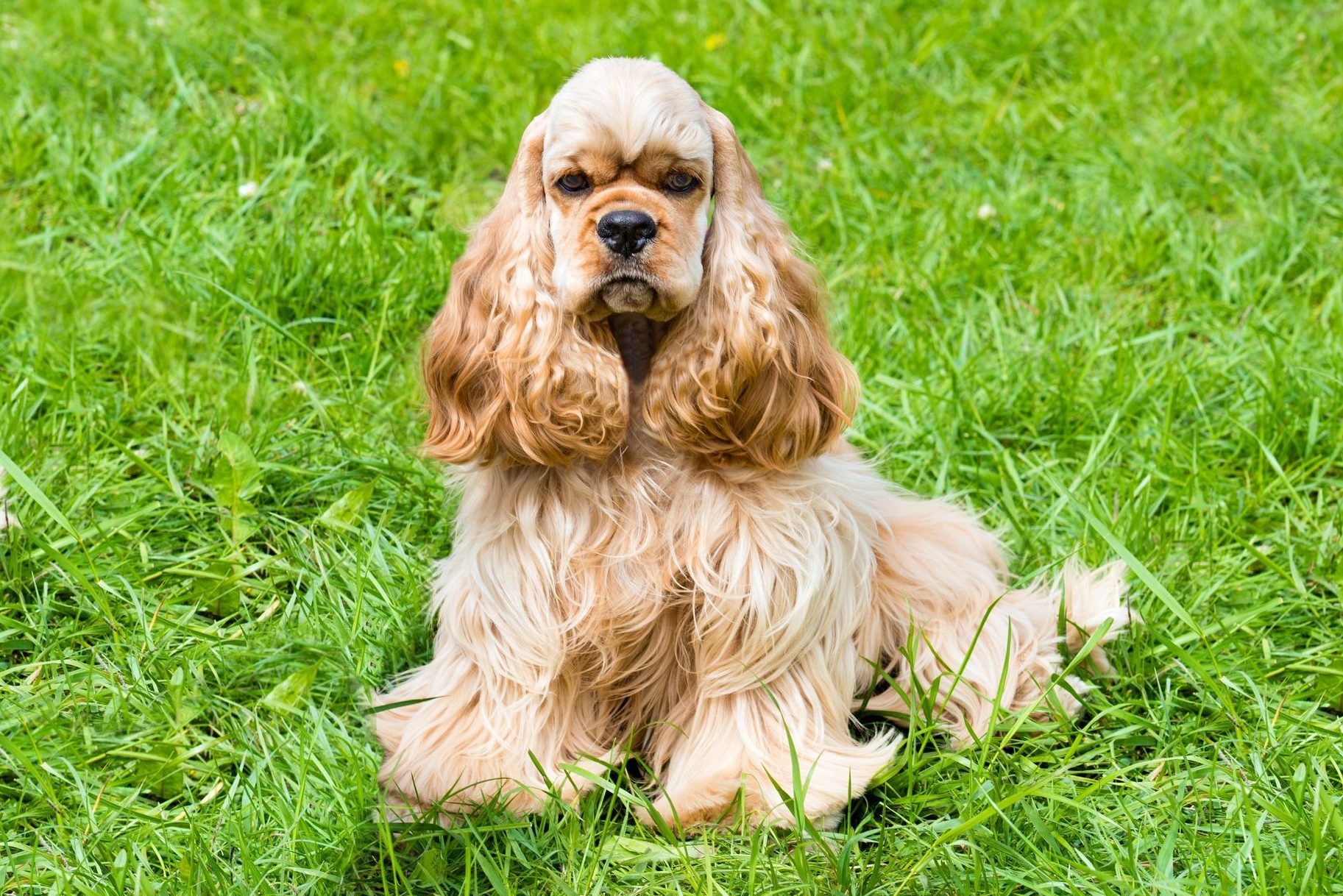 English Cocker Spaniel seats.