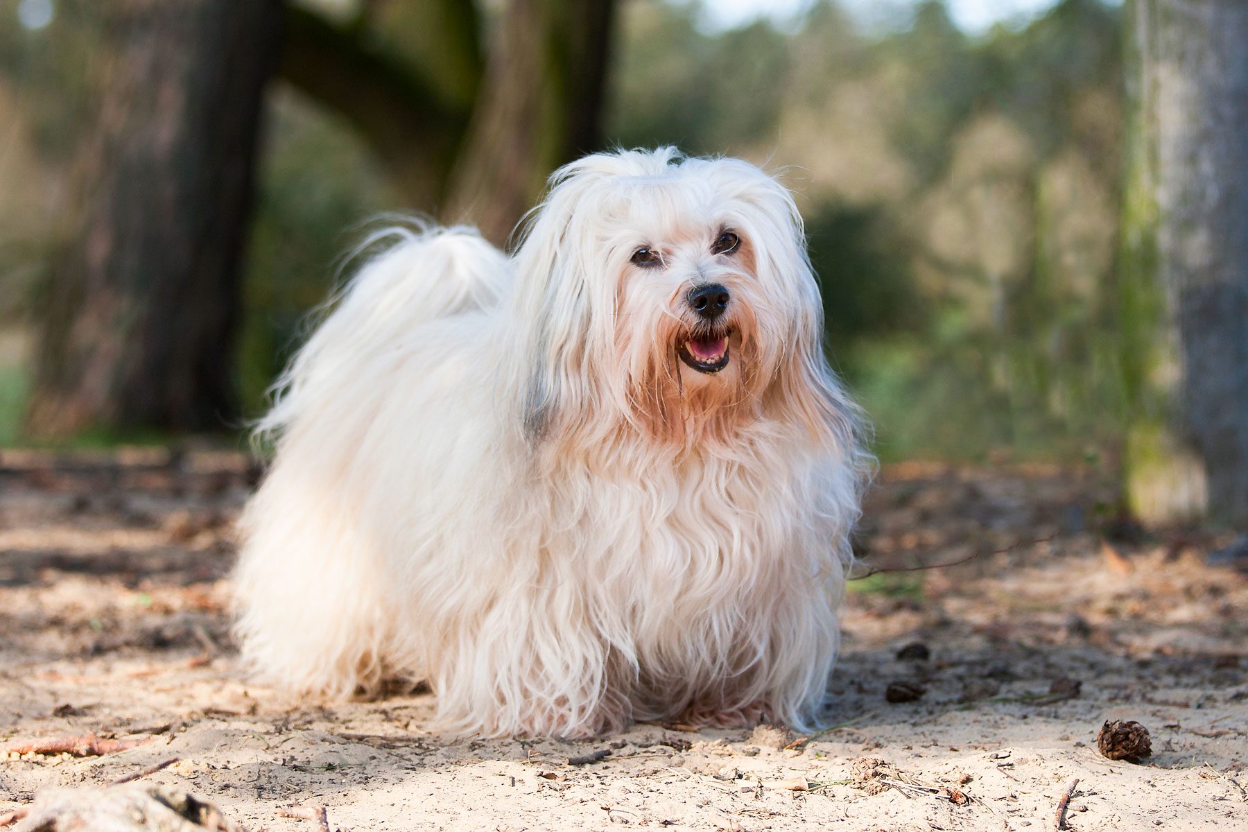 A sable colored male Havaneser of 7 years standing on sand. 