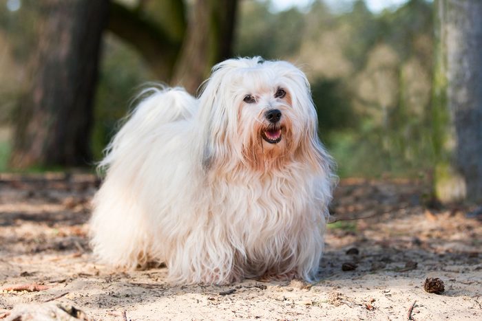 A sable colored male Havaneser of 7 years standing on sand.