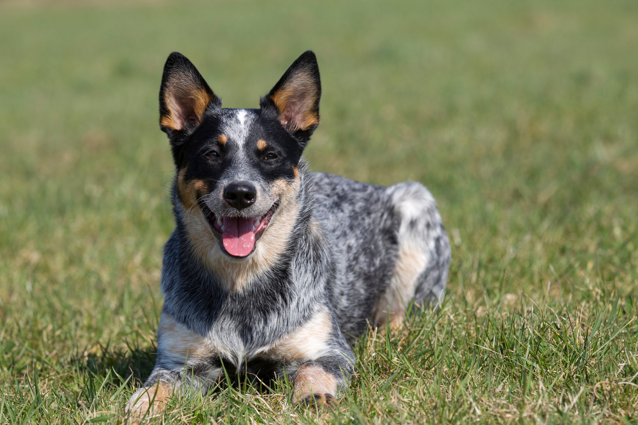 Australian Cattle Dog