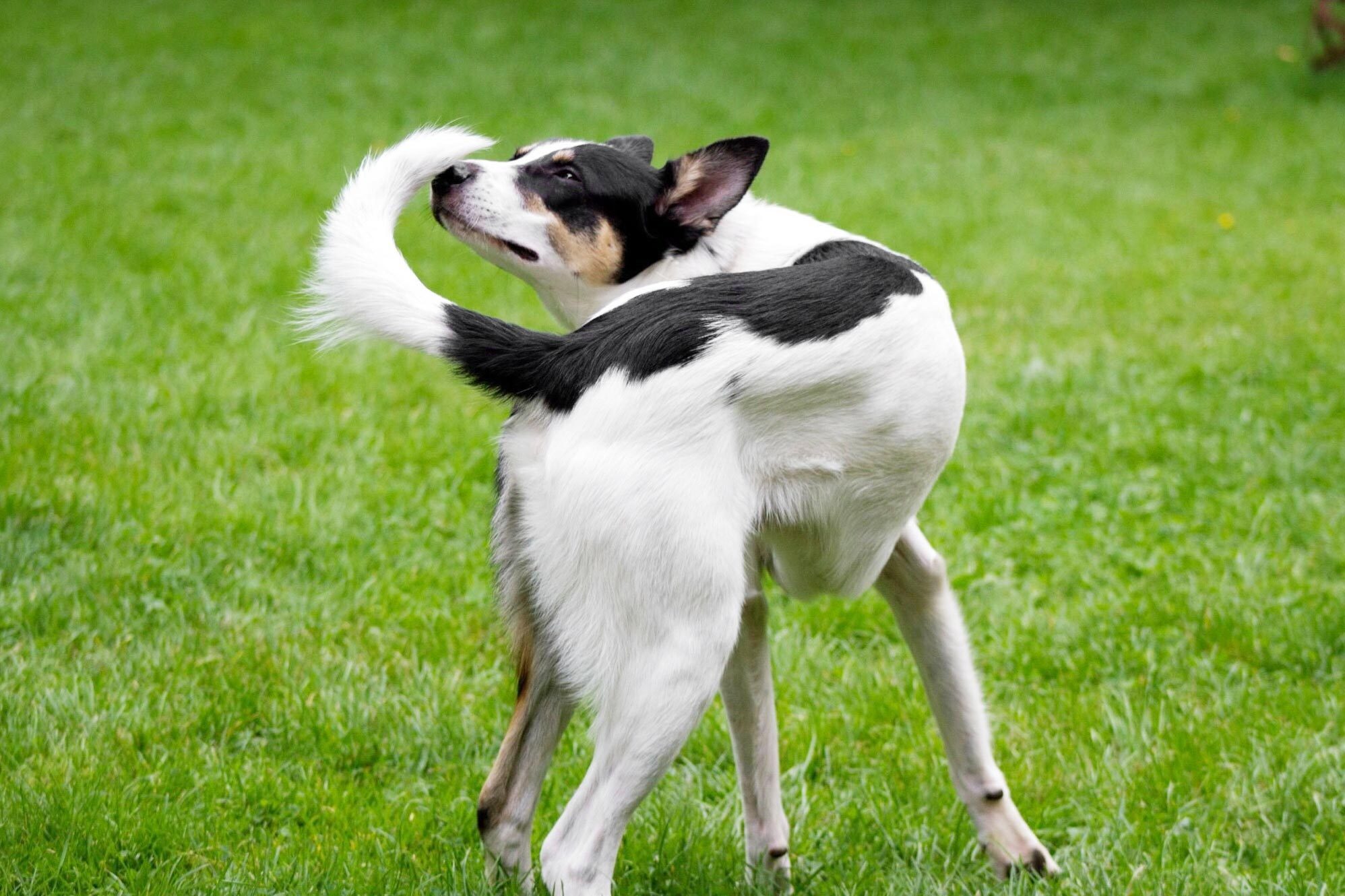 Why Do Dogs Chase Their Tails? 8 Reasons for This Behavior