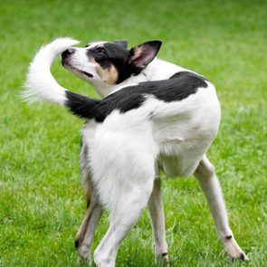 dog chasing tail outside in the grass