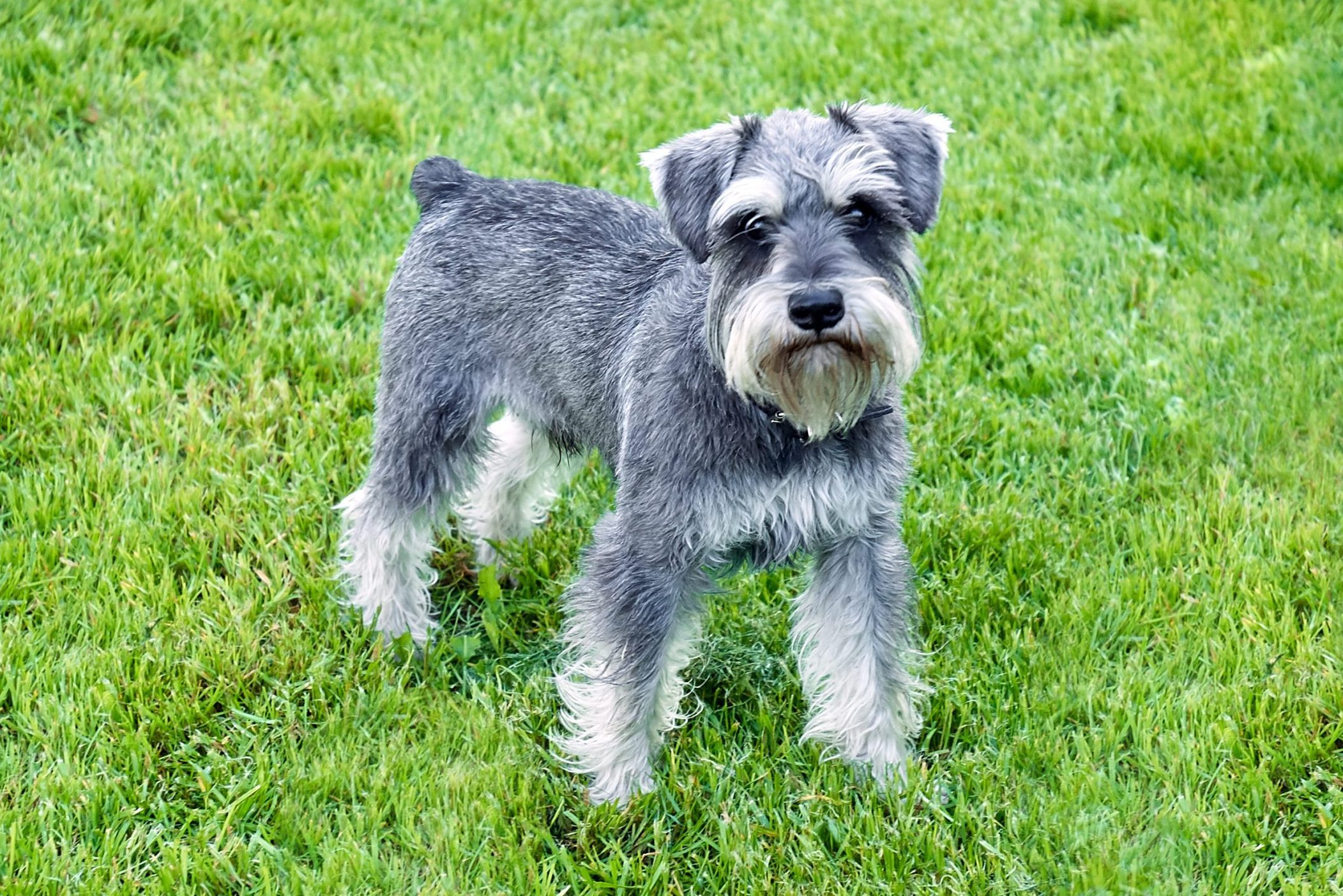 Schnauzer stands in the grass