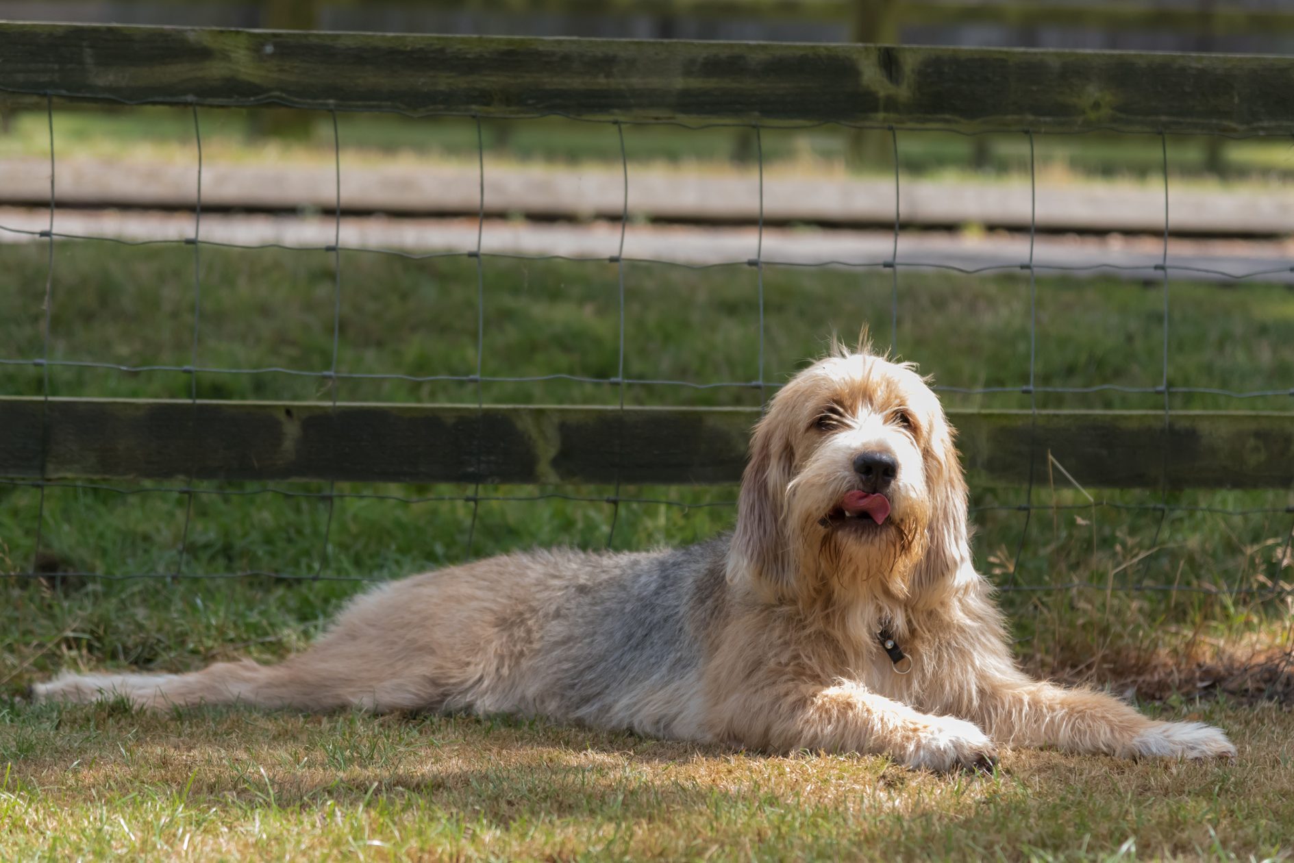 Otterhound lying down in shade