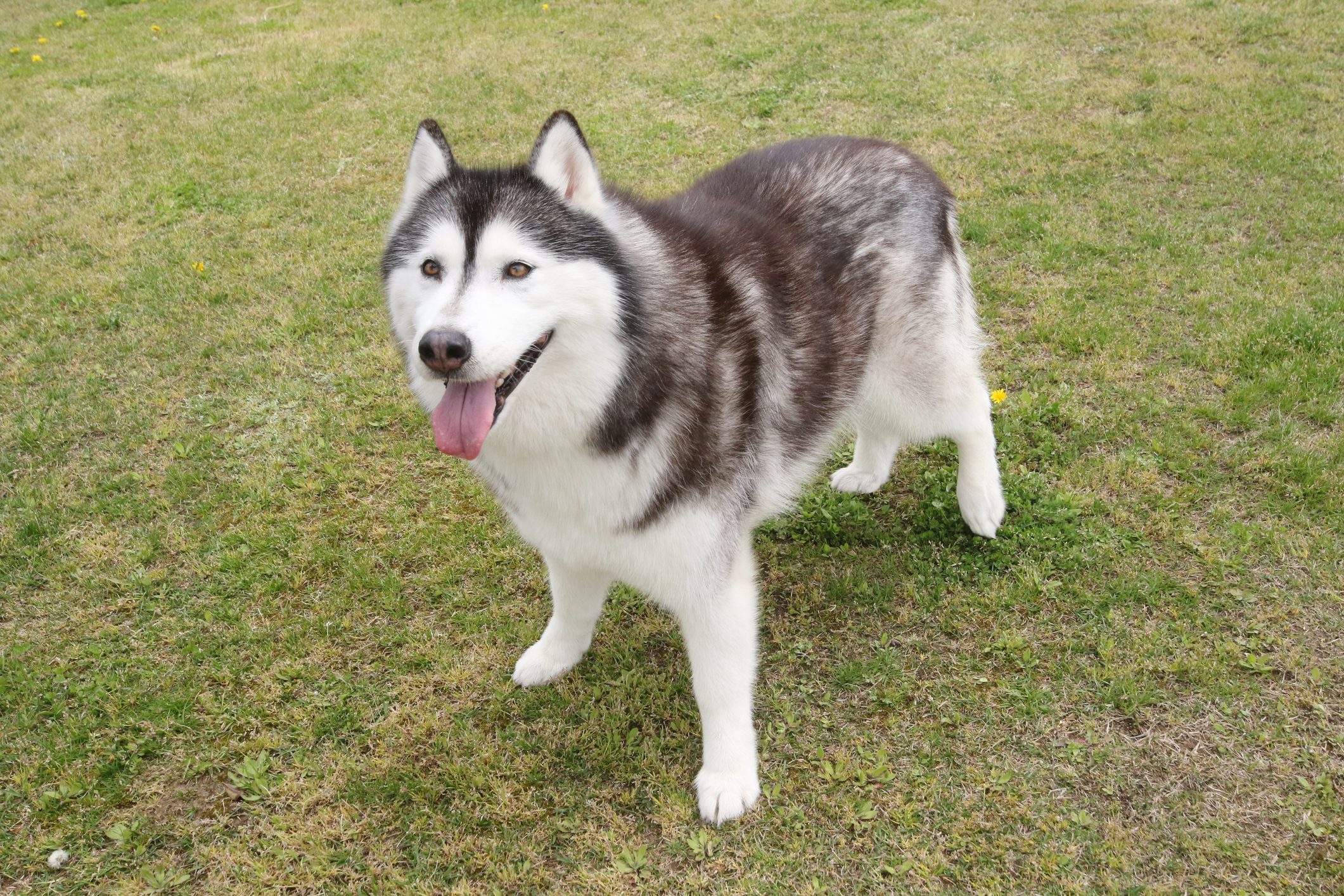 Siberian Husky's whole body