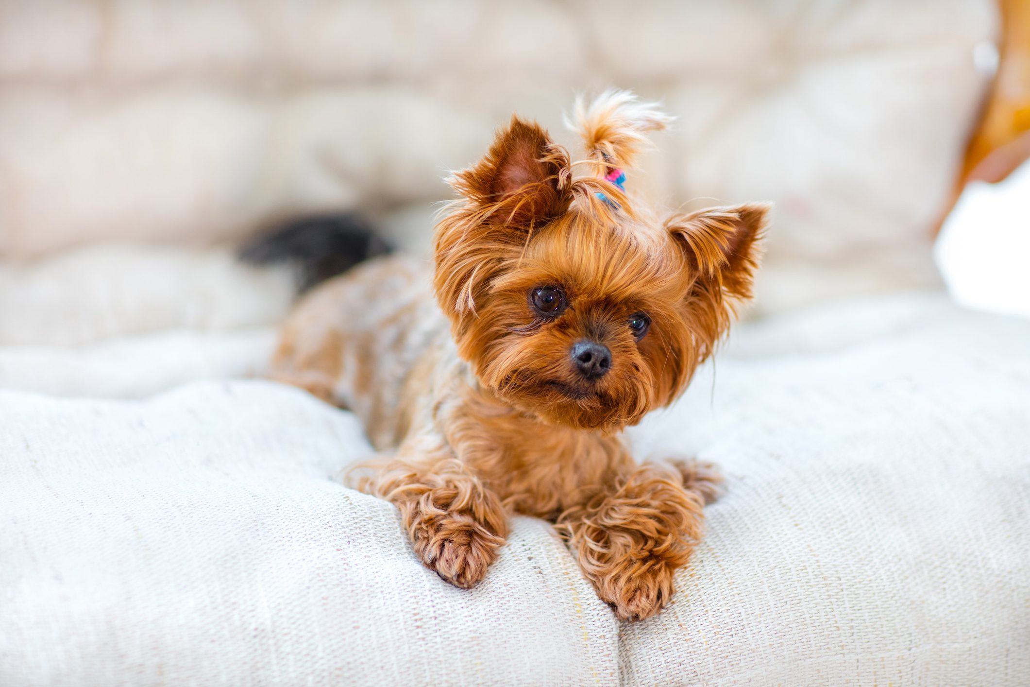 yorkie dog on the sofa