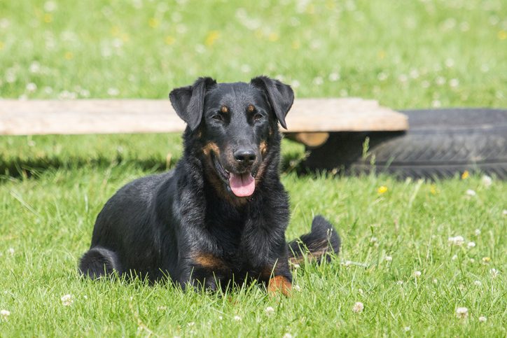 Beauceron