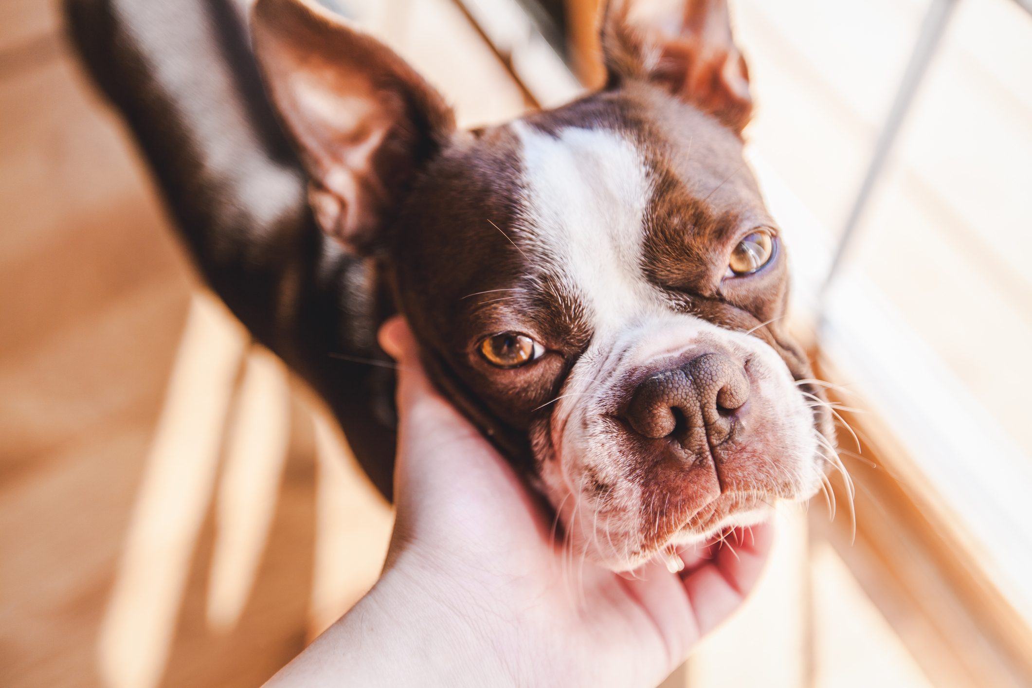 first person perspective of Boston Terrier dog playing with his owner