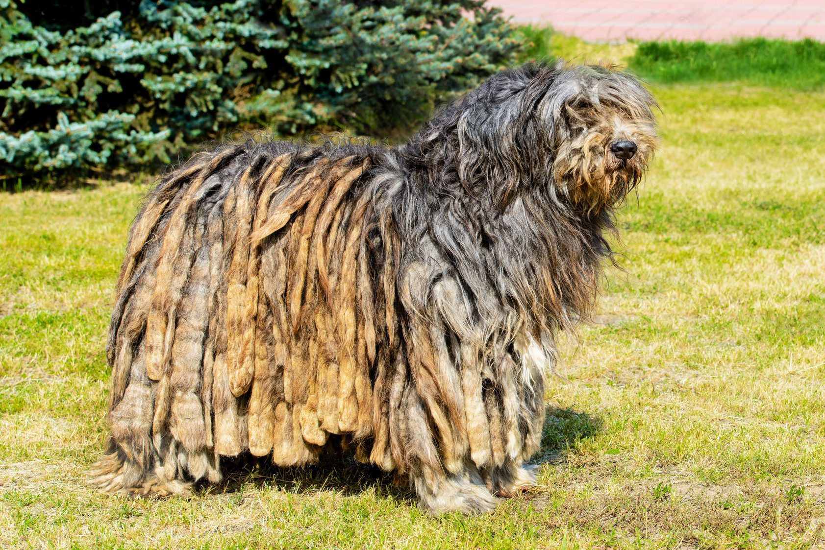 Bergamasco Shepherd in profile.