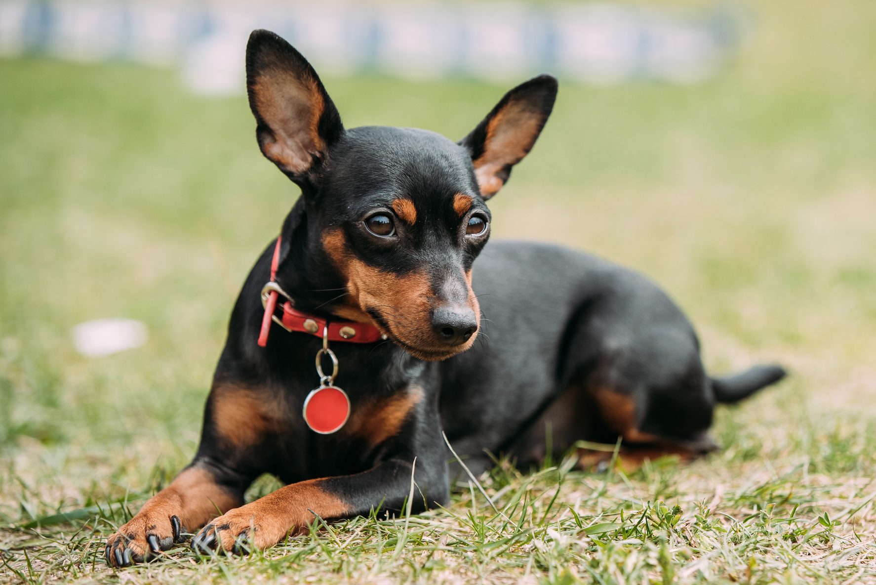 Black Miniature Pinscher Zwergpinscher, Min Pin Sitting On Green Grass