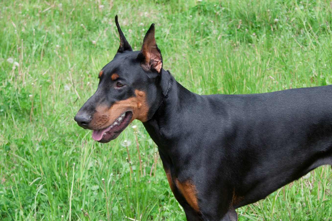 Cute doberman pinscher is standing on a green meadow.