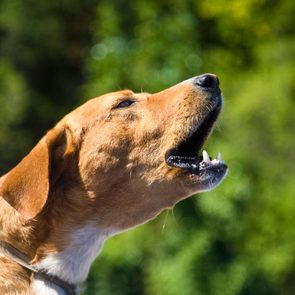 Head Of An Angry Yellow Barking Dog