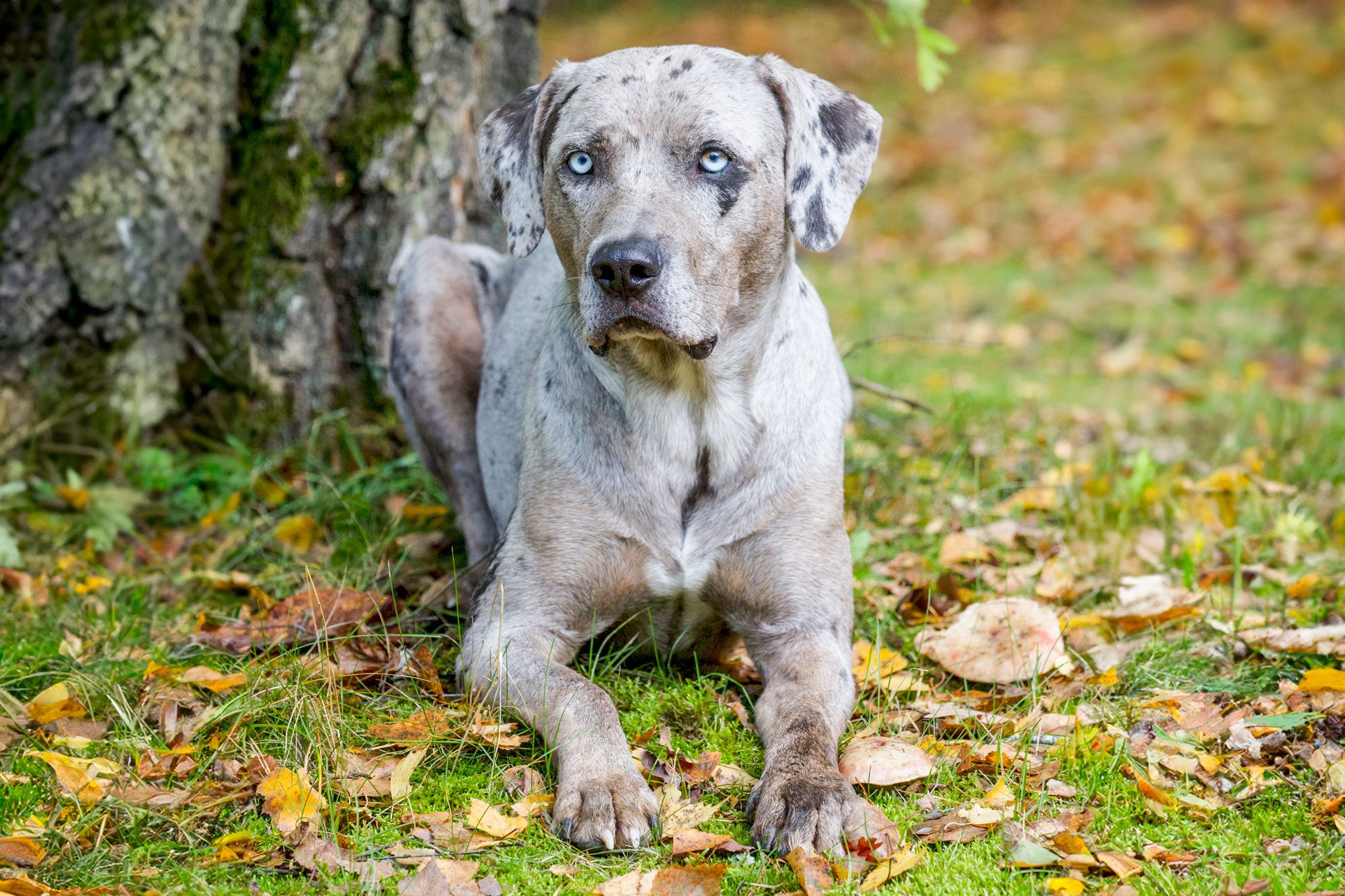 Louisiana Catahoula Leopard Dog