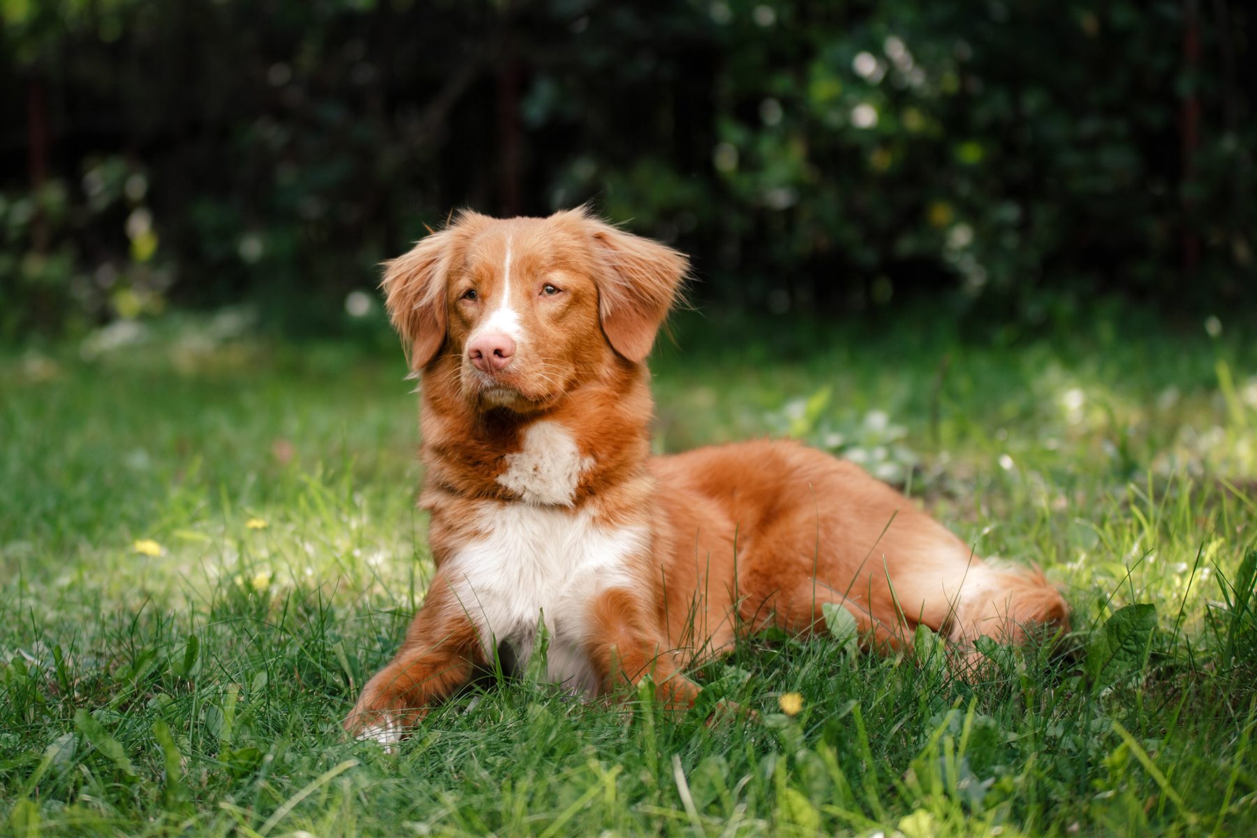 Nova Scotia Duck Tolling Retriever Gettyimages 612248418