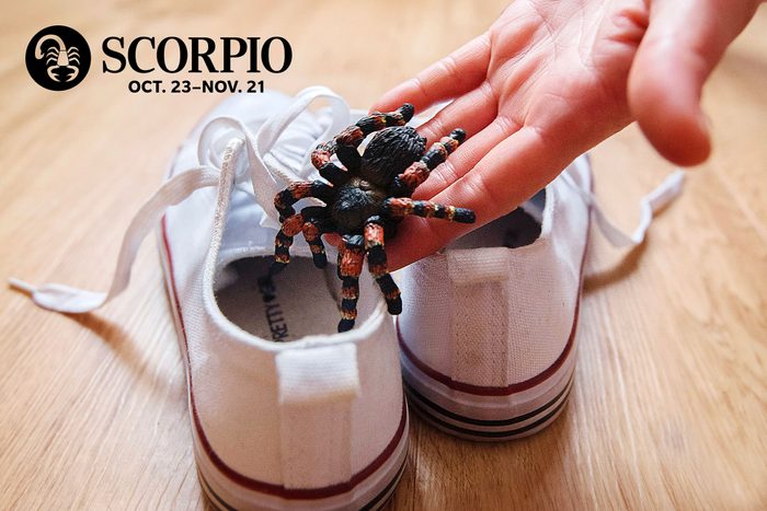 placing fake spider in show with scorpio zodiac in upper left corner