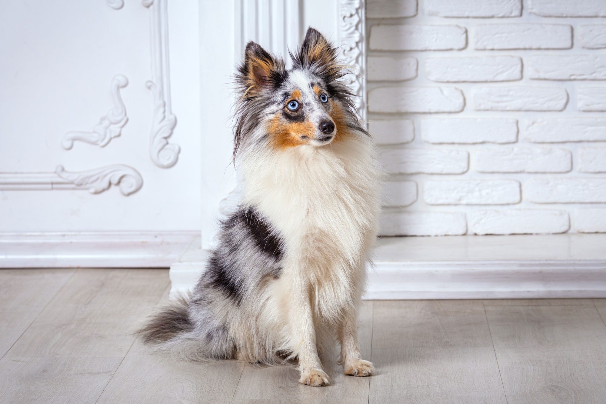 Shetland Sheepdog Sitting At Home On The Floor