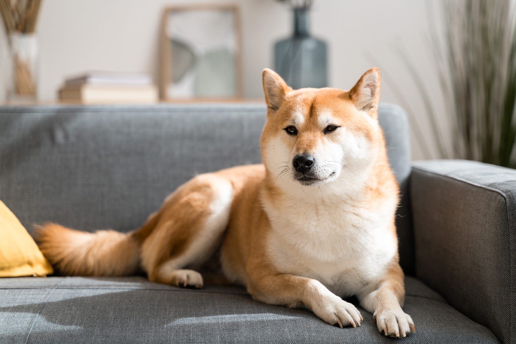 Shiba Inu Gettyimages 1425823061