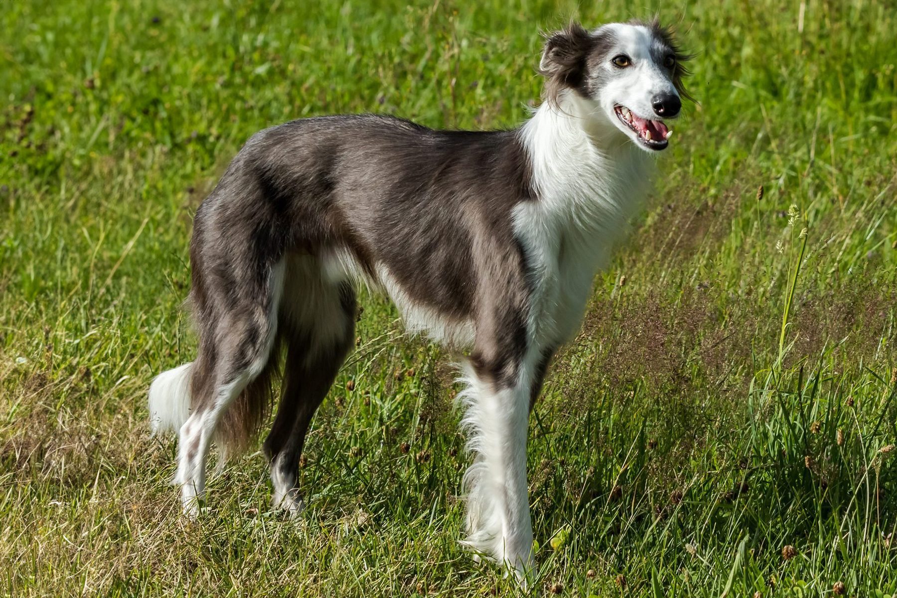 Silken Windhound Gettyimages 804917194