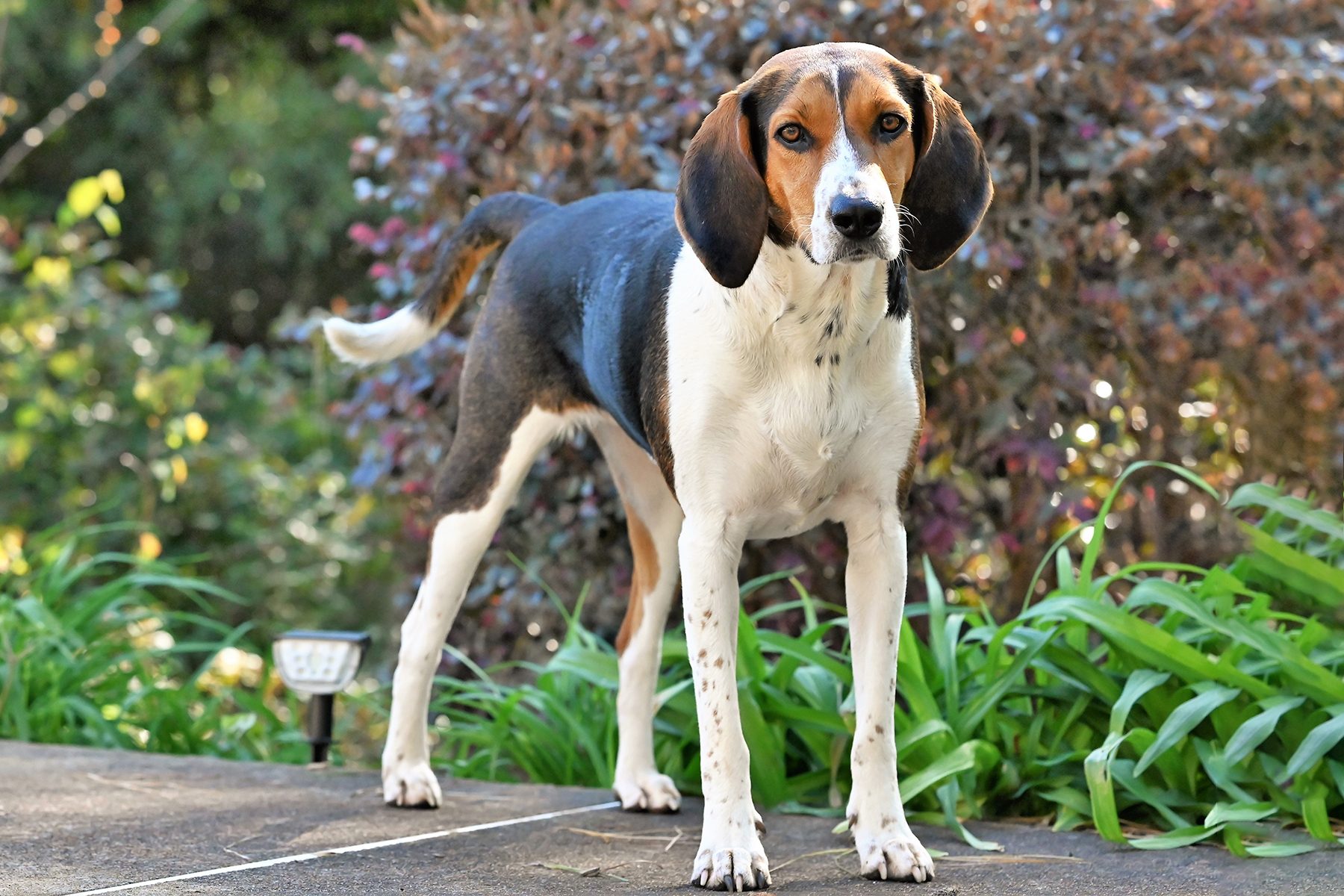 Treeing Walker Coonhound Gettyimages 1479782266