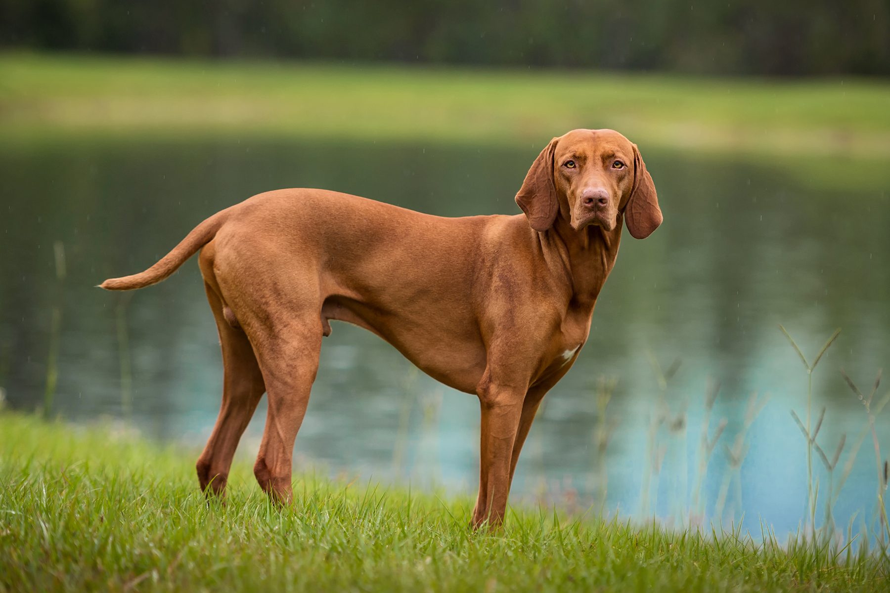 Vizsla Gettyimages 964594770