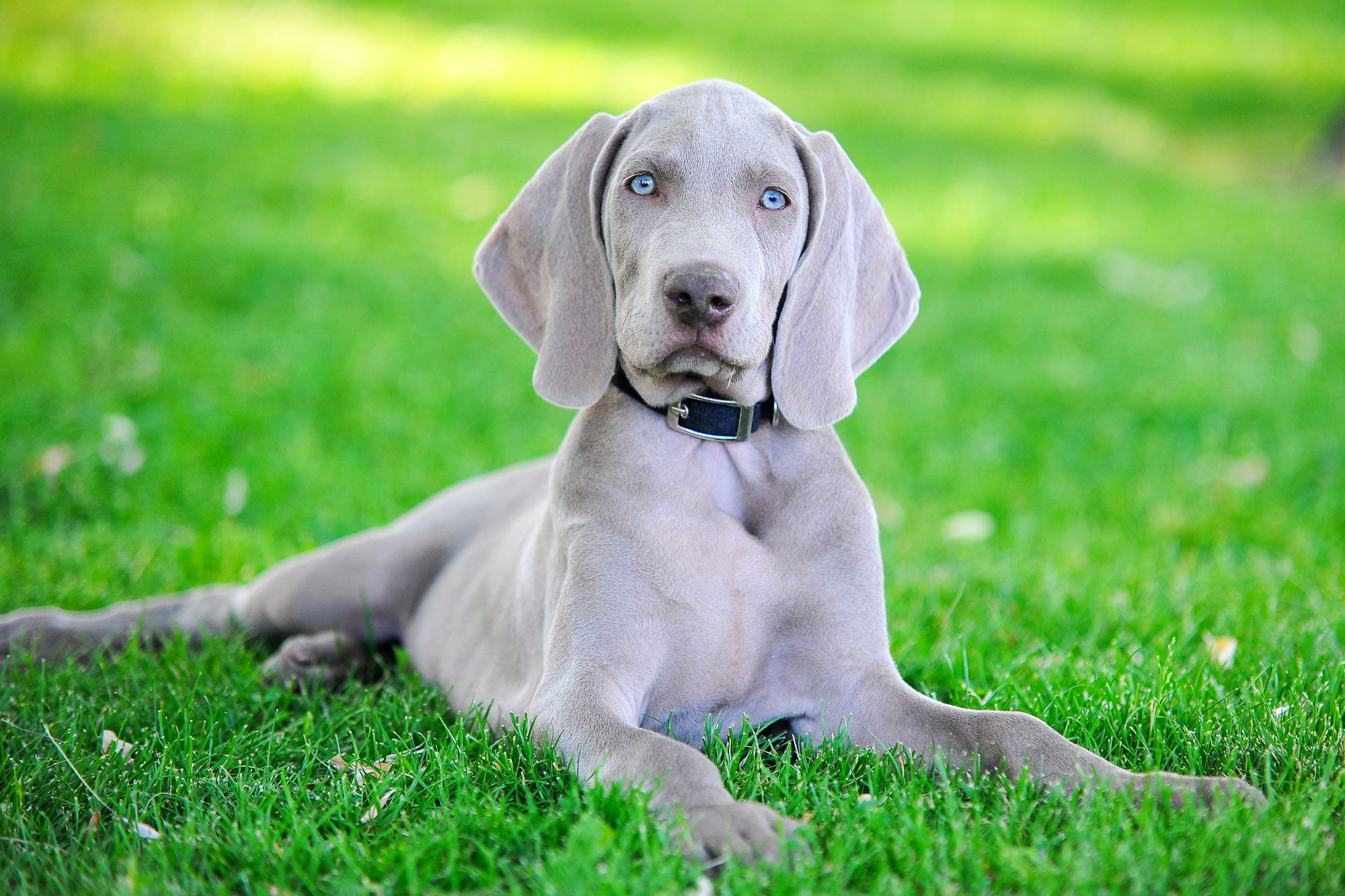 13 Dogs with Blue Eyes That Are Stunning