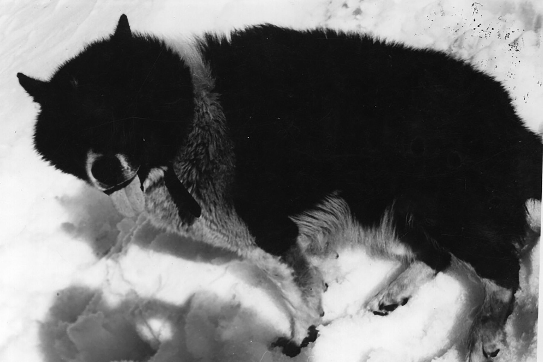 Argentine Polar Dog