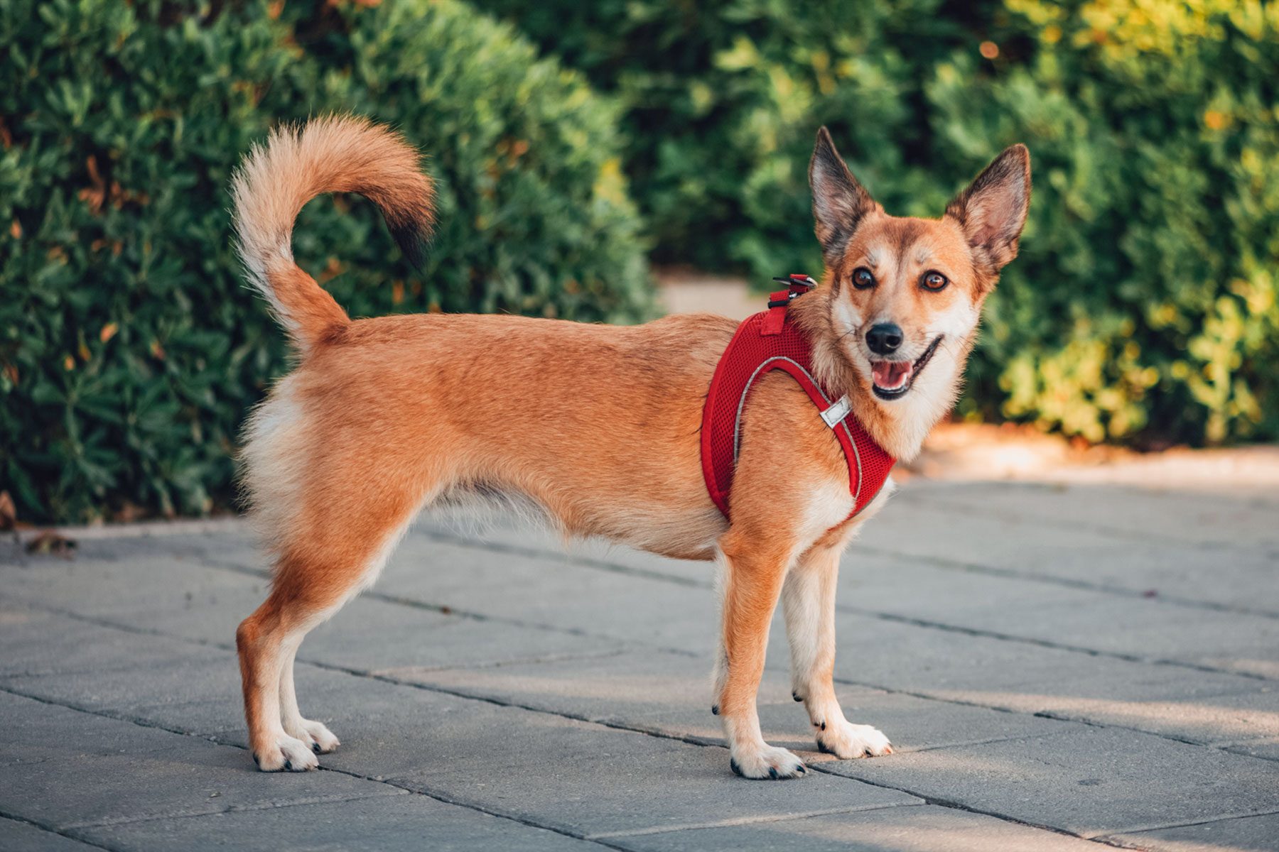 Norwegian Lundehund Dog Walking on the Park