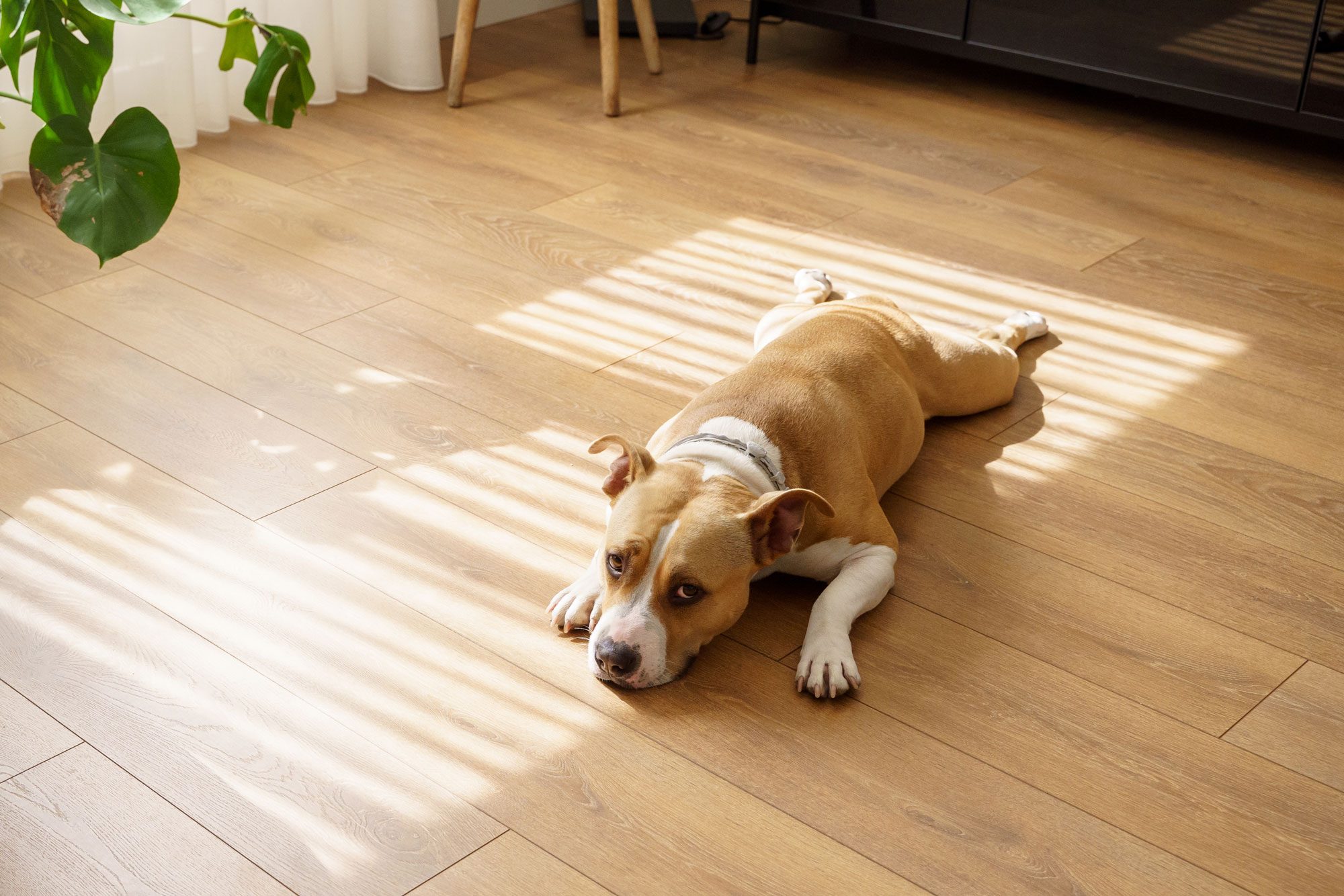 American Stanford Dog Depressed Resting On The House Woodblock Floor