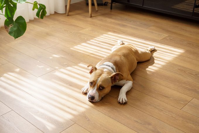 American Stanford Dog Depressed Resting On The House Woodblock Floor