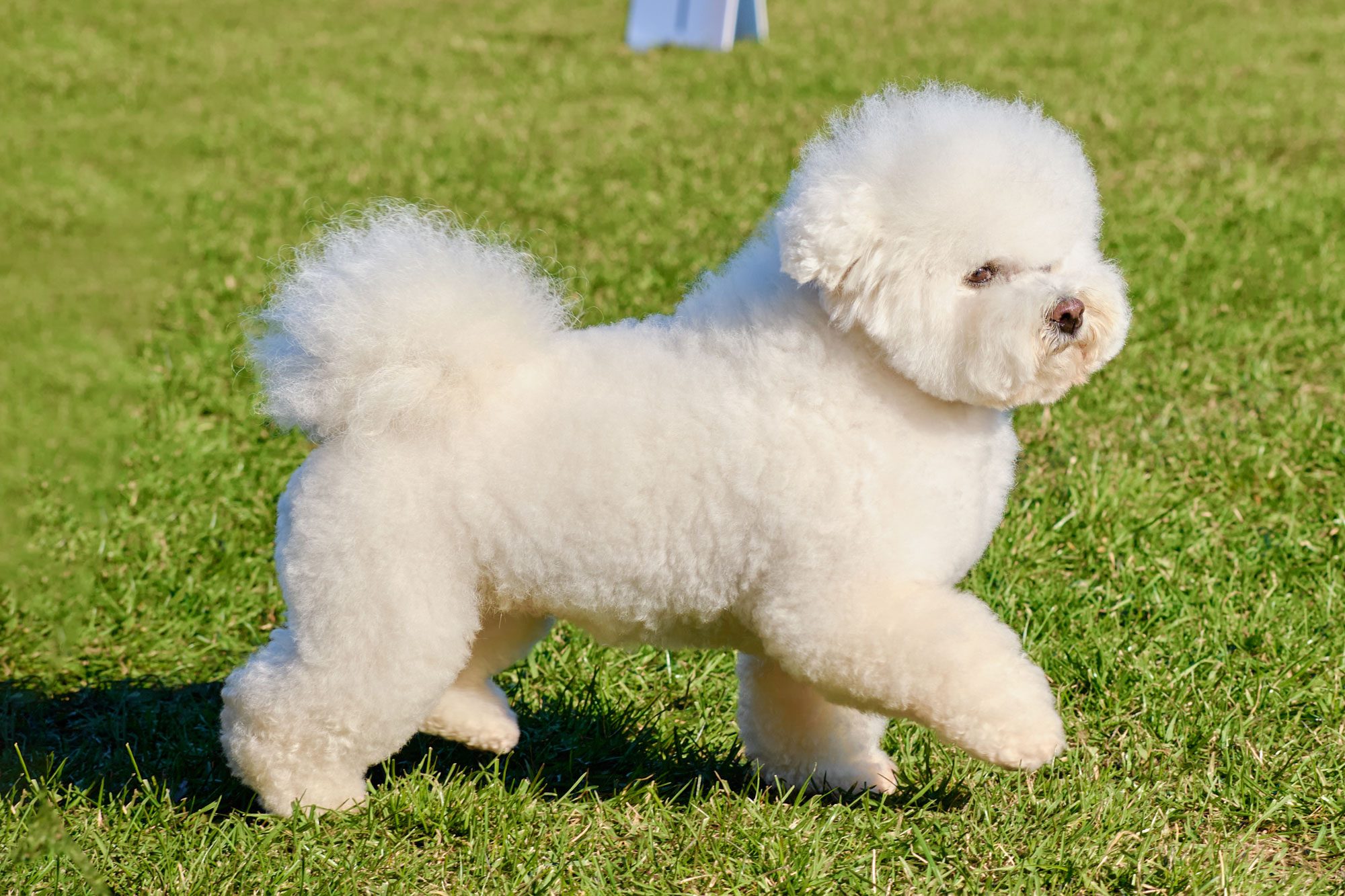 Bichon Frize With A Beautiful Breed Haircut Runs Through The Grass