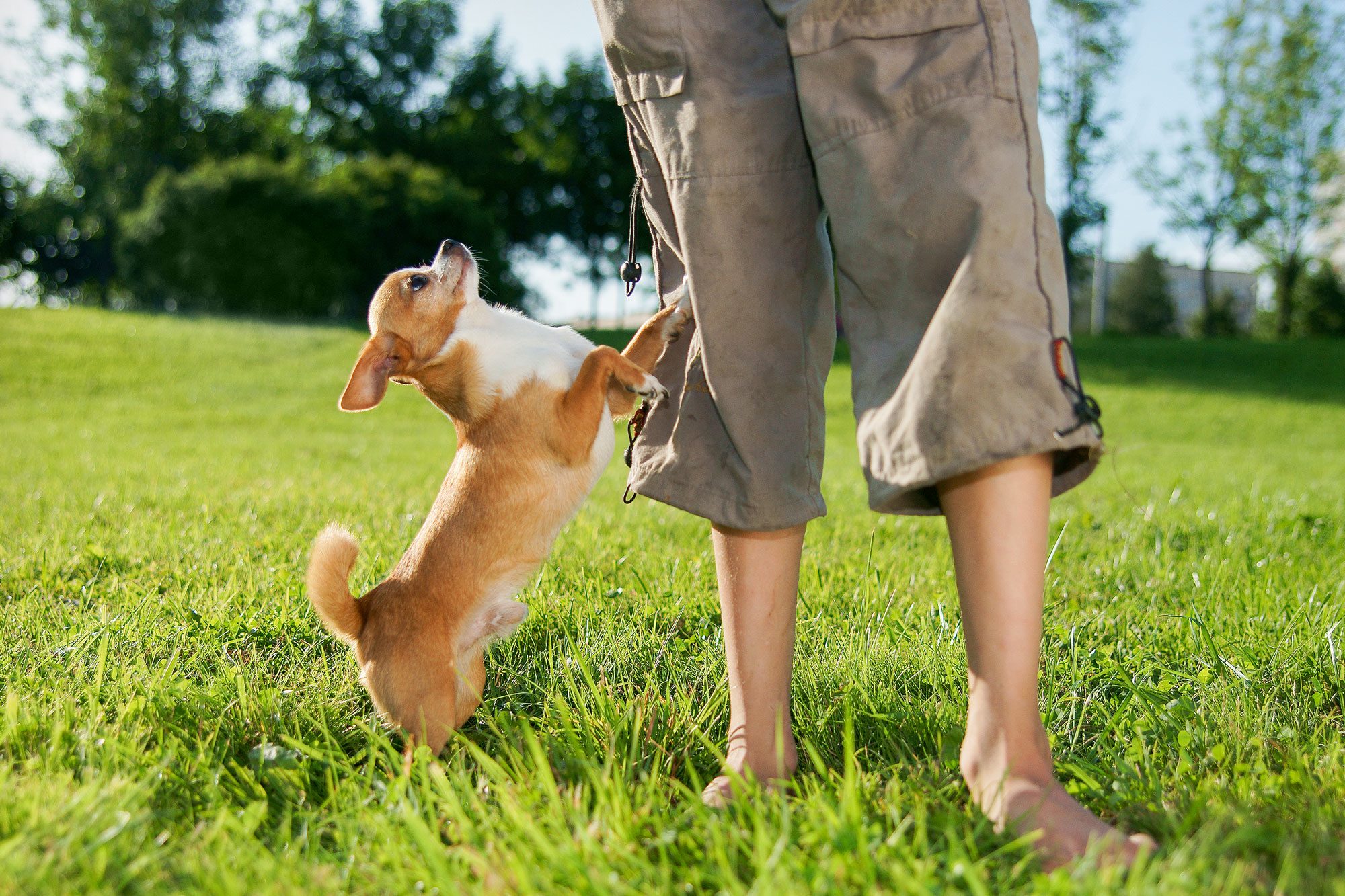 Chihuahua Dog Pawing To Owner For Attention