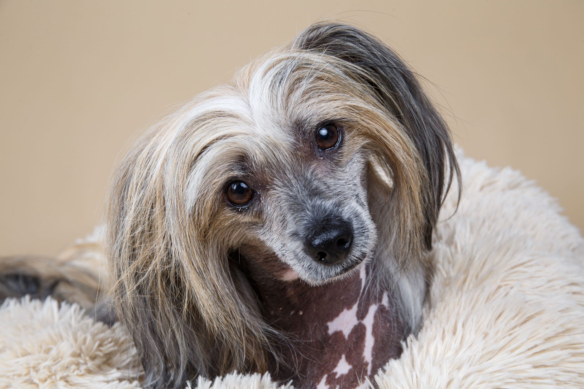 Close Up Of Cute Purebred Chinese Crested Dog Looking At Camera