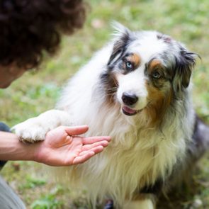 Cute Australian Shepherd Dog Giving Paw To Owner