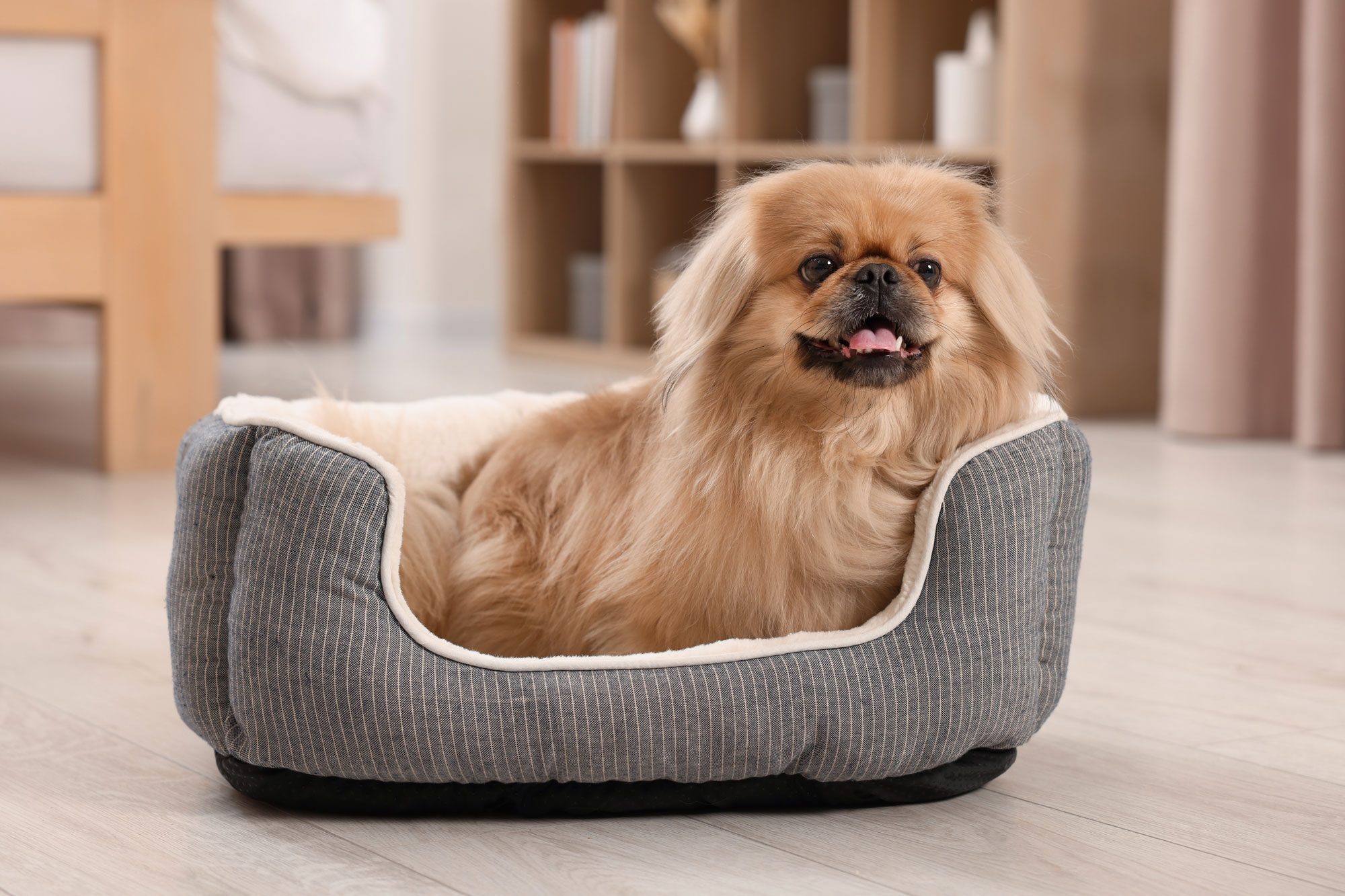 Cute Pekingese Dog On Pet Bed In Room