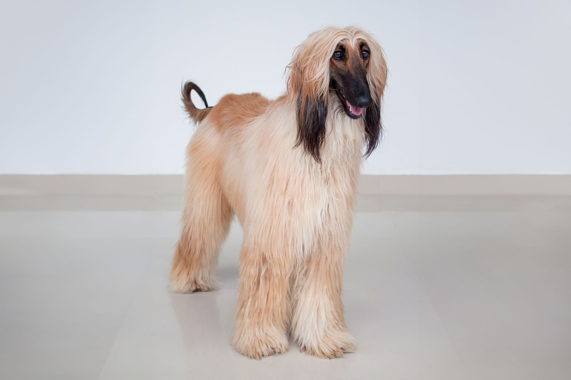 Cute Afghan Hound Is Standing On Tiled Floor