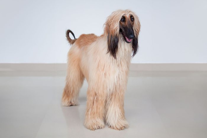 Cute Afghan Hound Is Standing On Tiled Floor