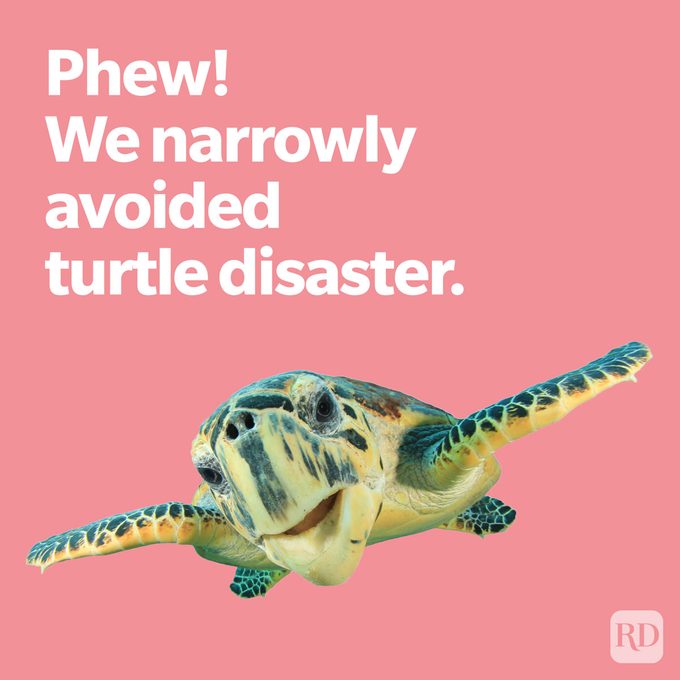 sea creature joke about avoiding turtle disaster featuring a sea turtle on pink background