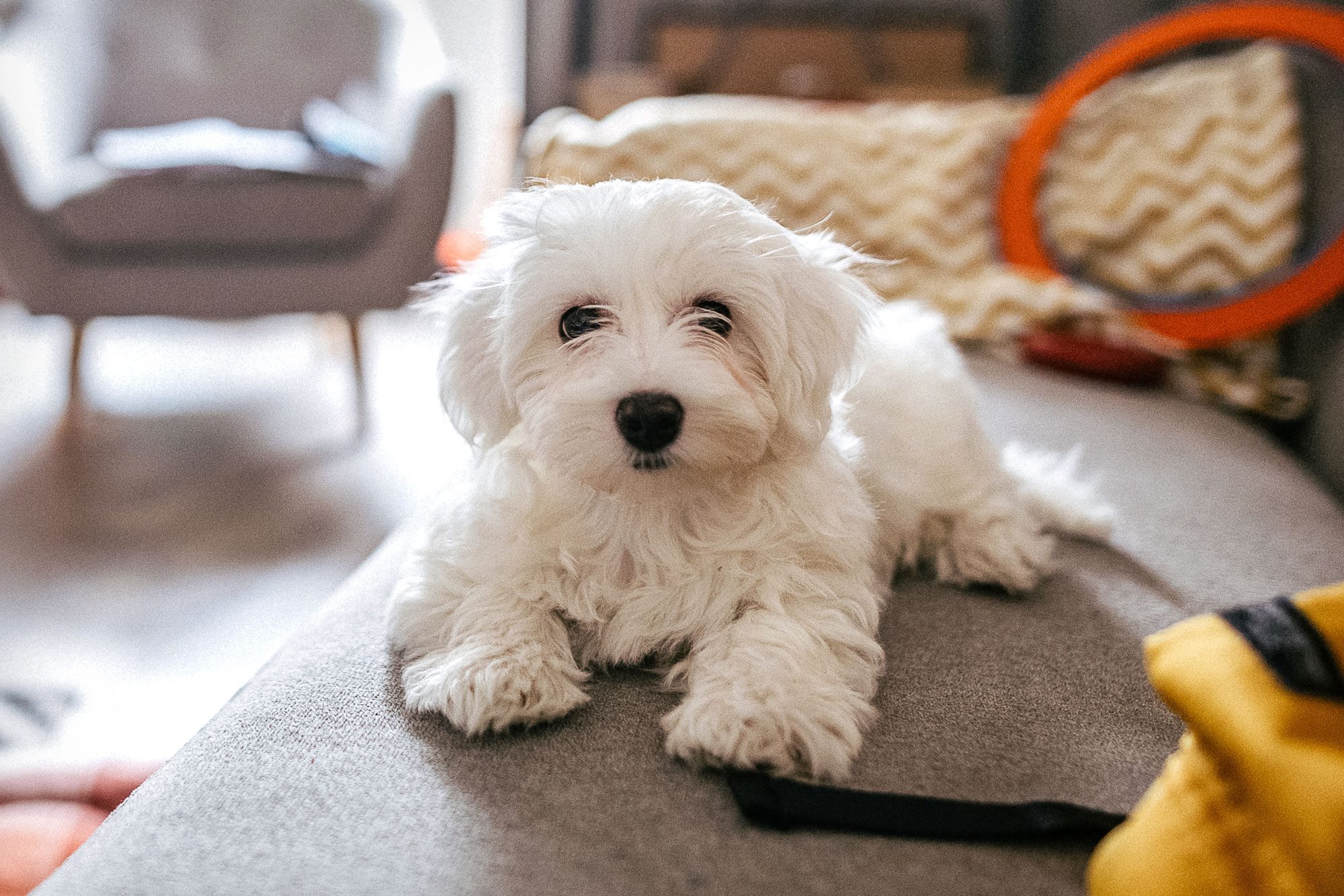 Fluffy Maltese Dog Sitting On Sofa