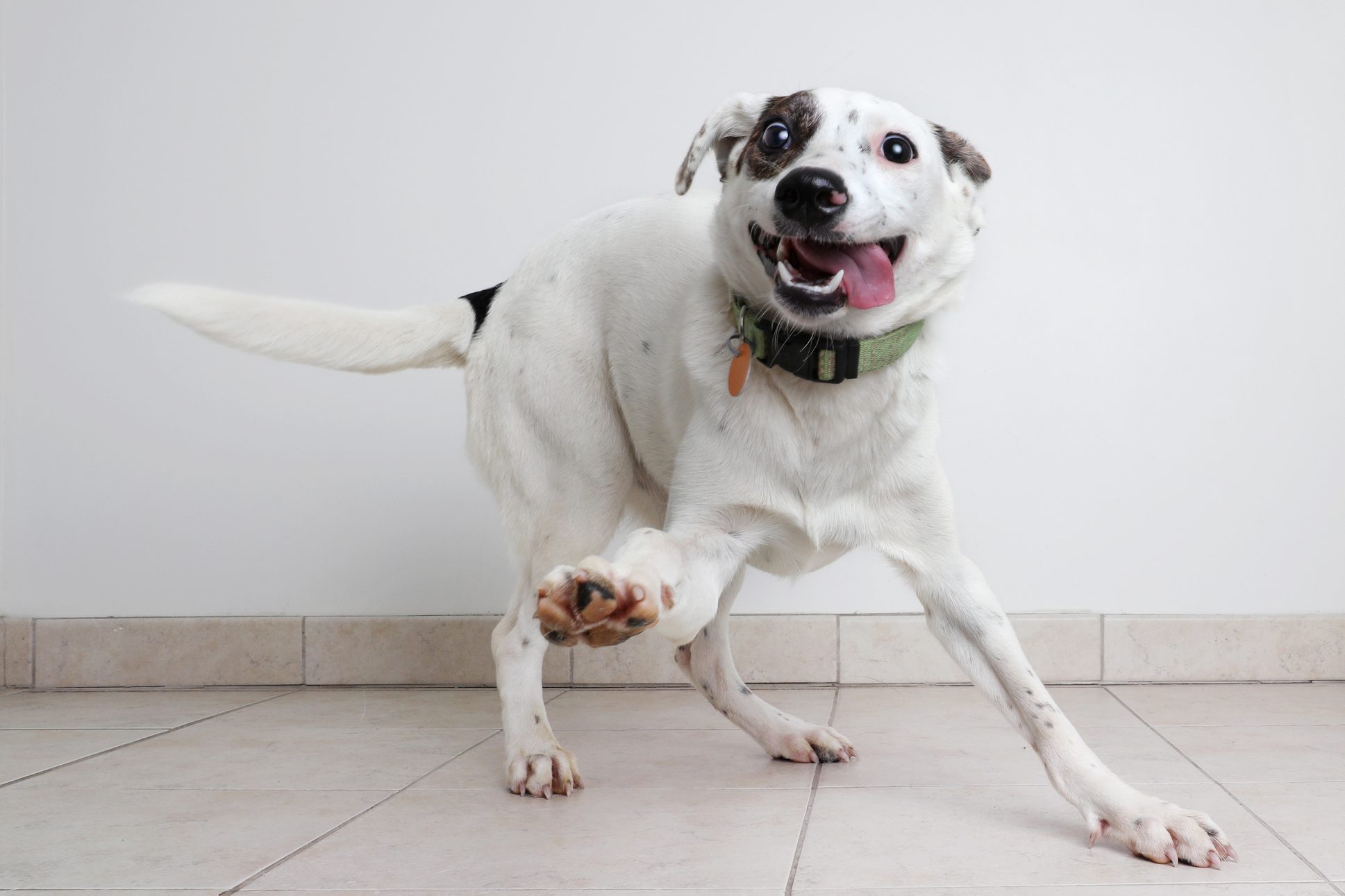 Energetic Australian Cattle Dog mixed breed dog hoping to be adopted