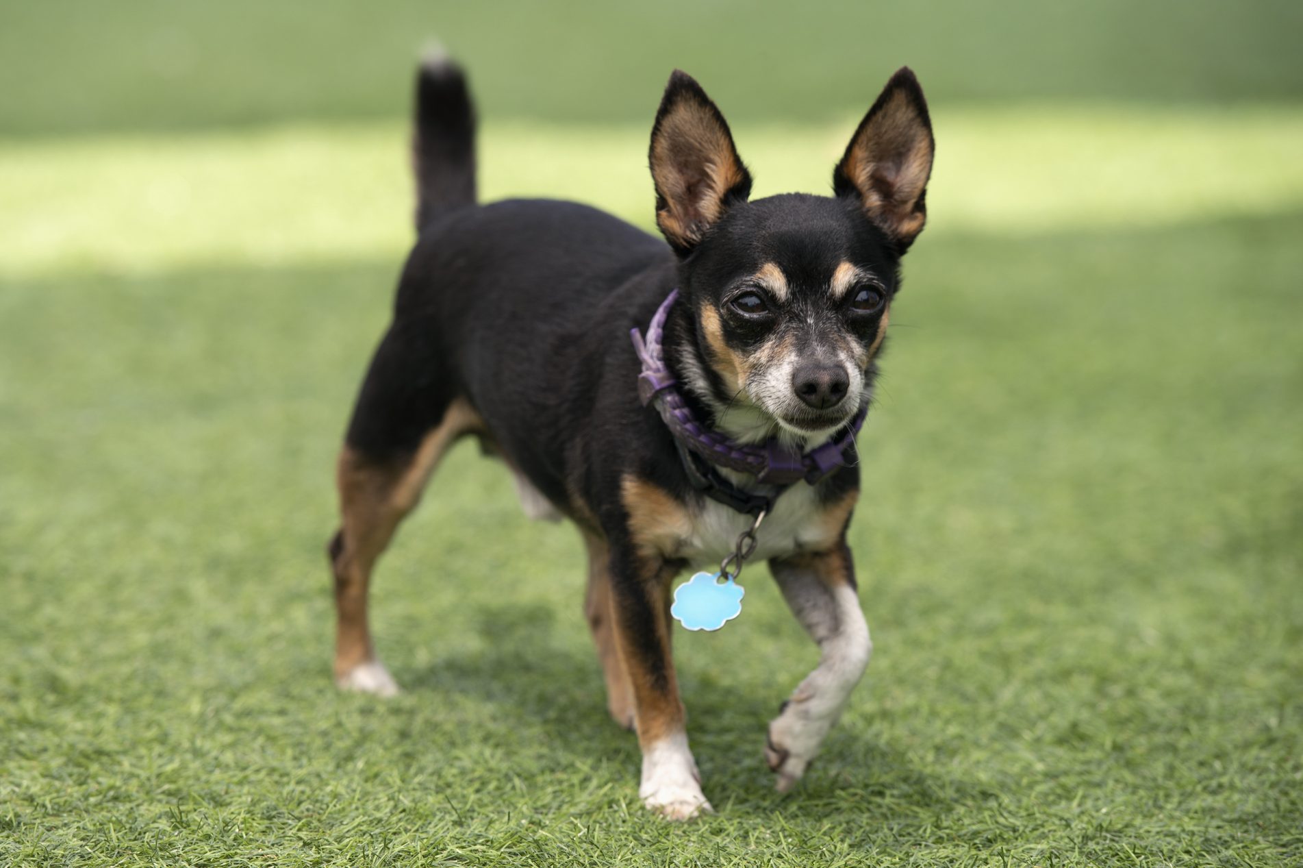 Miniature pincher dog walking on grass.