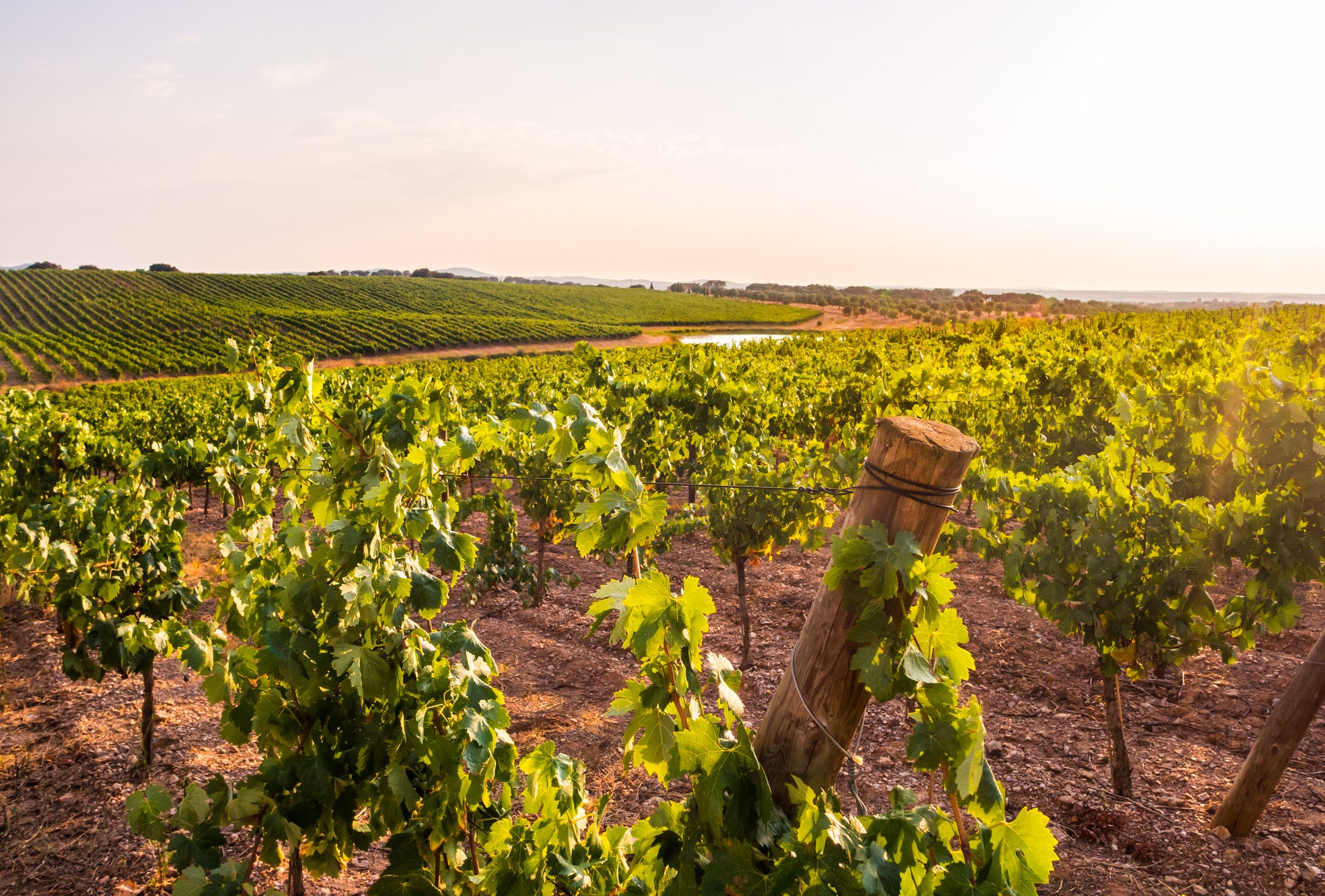 Vines in a vineyard in Alentejo region, Portugal, at sunset