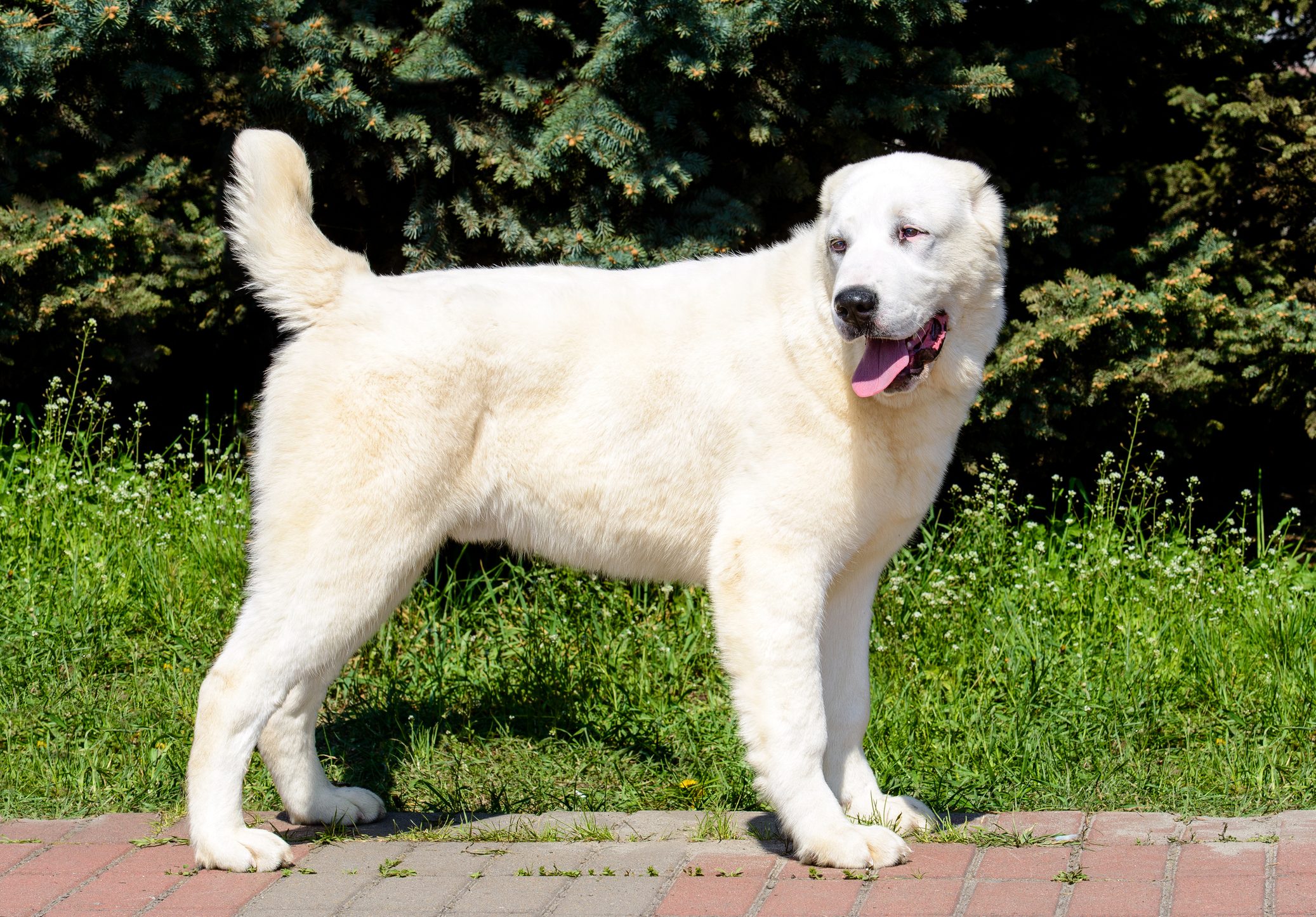 Central Asian Shepherd Dog