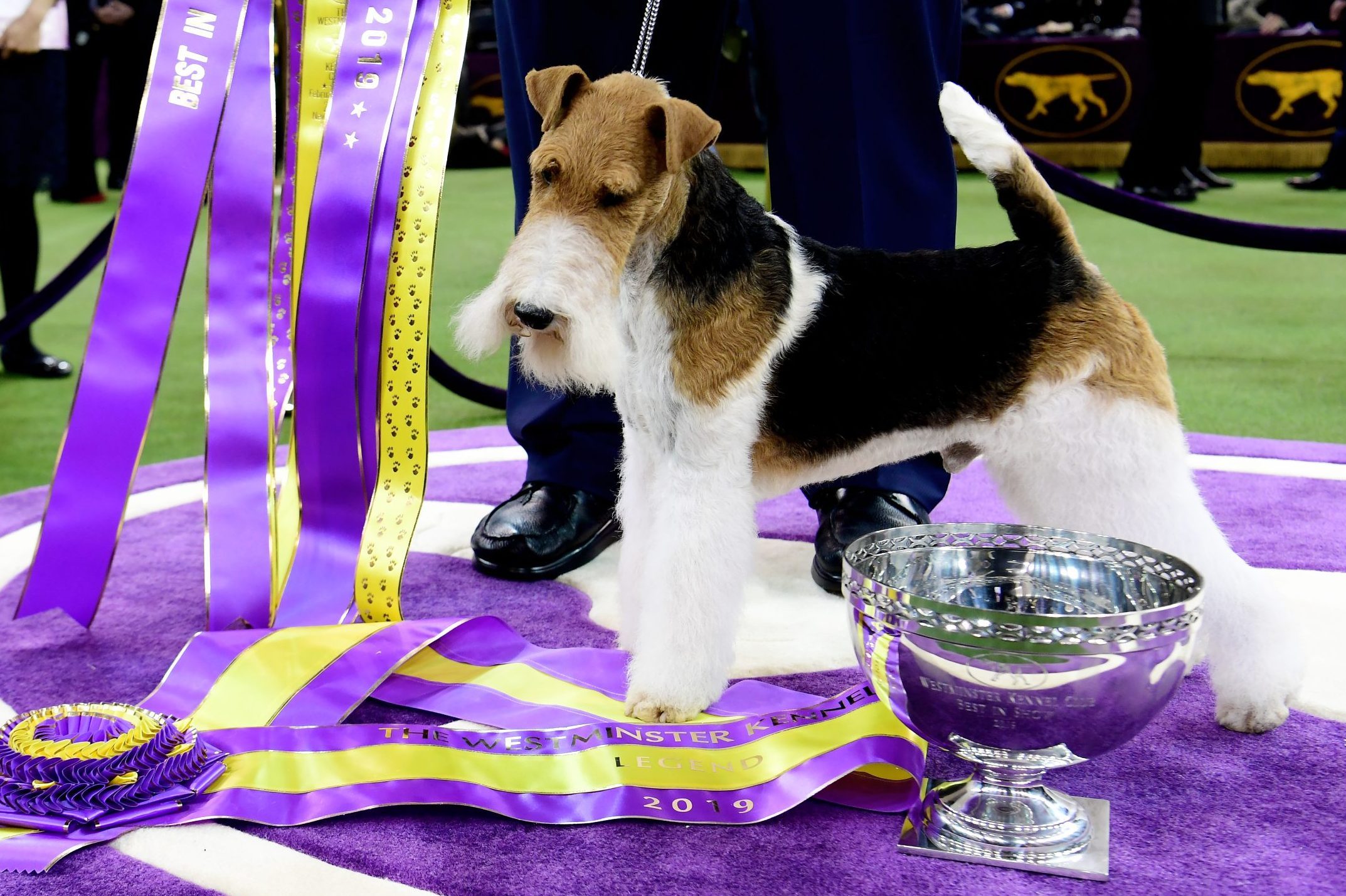 Westminster Kennel Club Hosts Its Annual Dog Show In New York