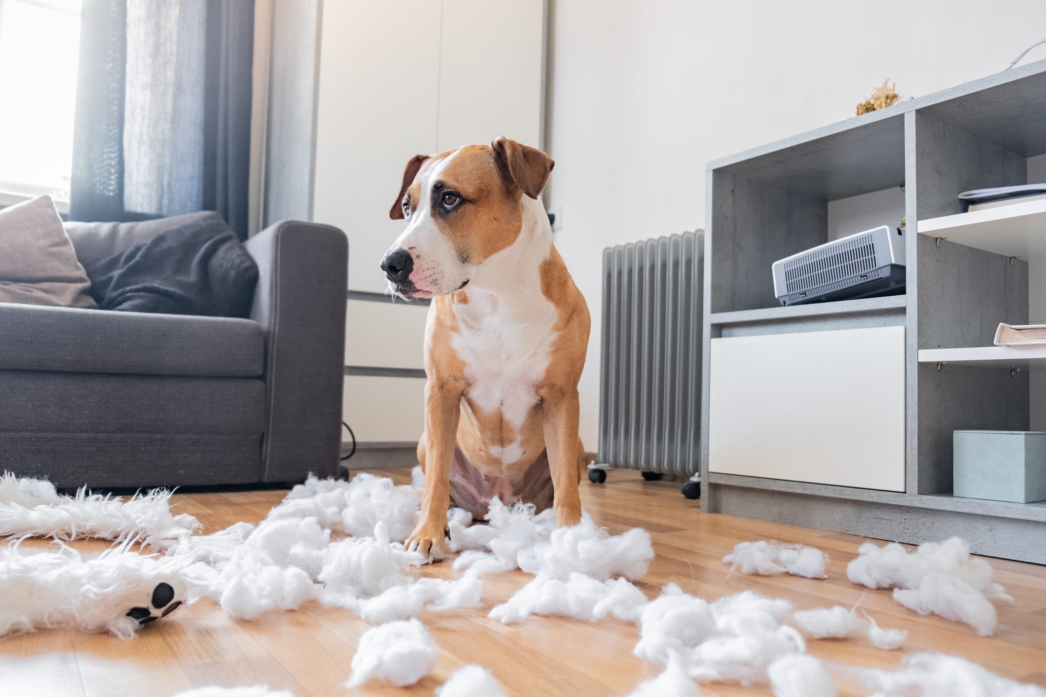 Guilty dog and a destroyed teddy bear at home