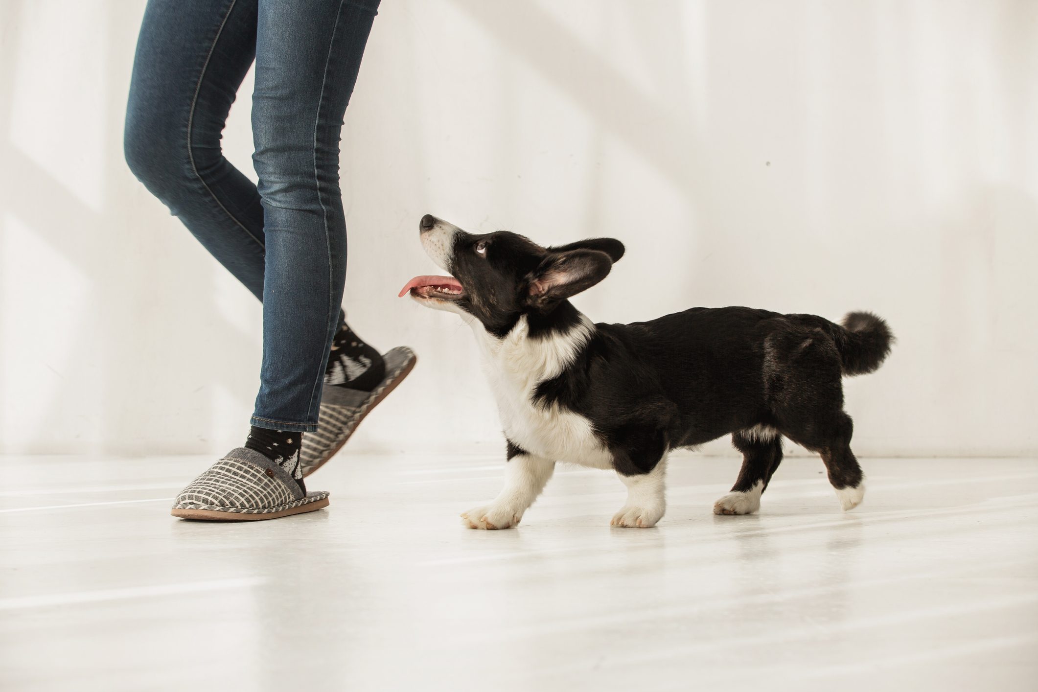 Black and white corgi following woman's legs indoors