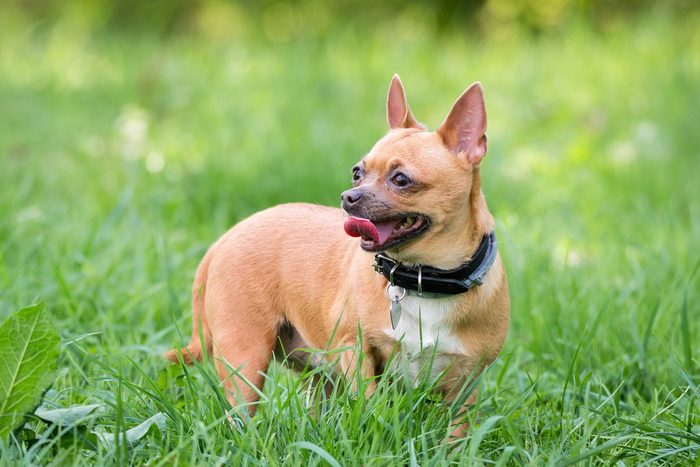 Chihuahua dog on the grass