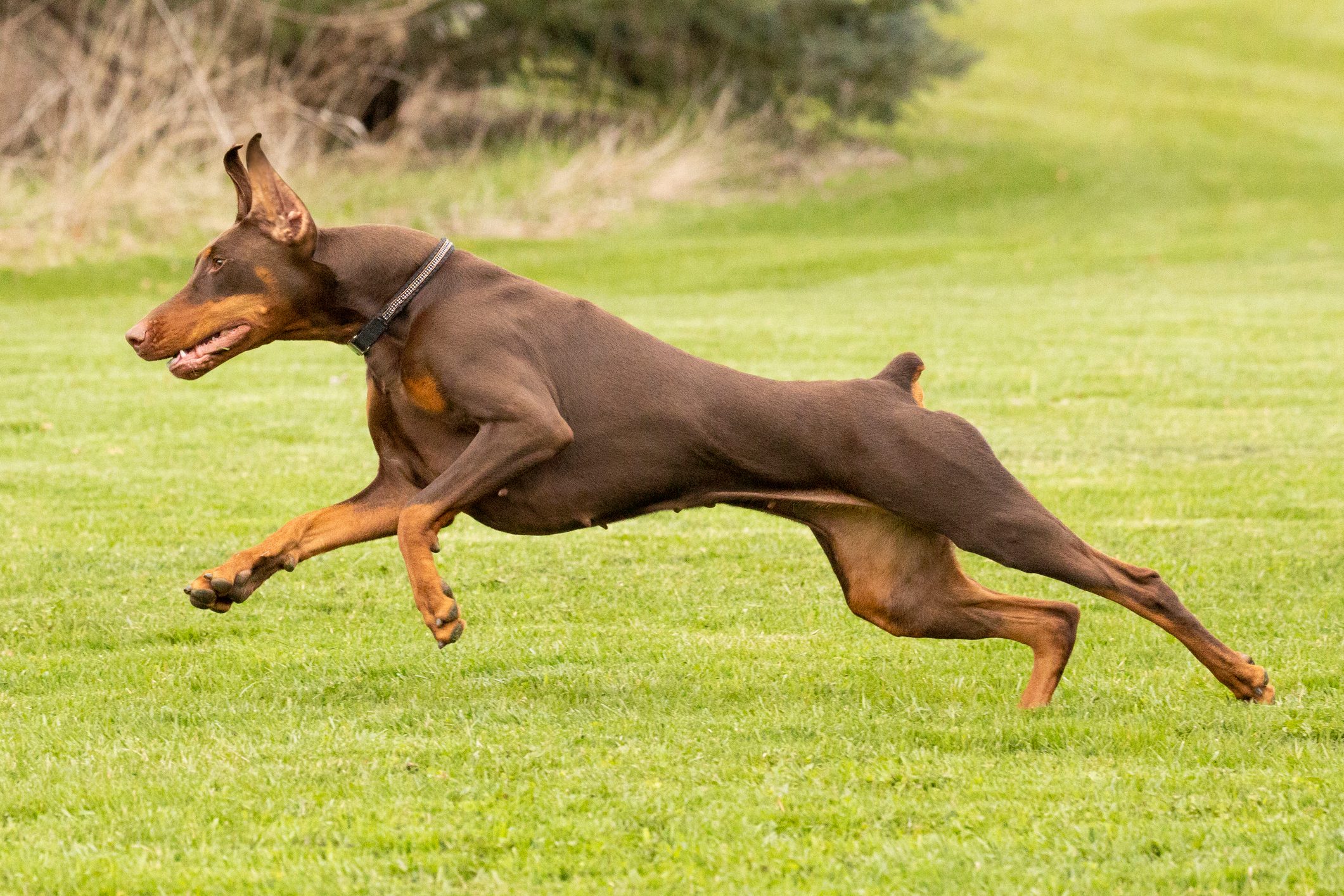 Powerful, muscular, sleek red doberman pinscher running outdoors.